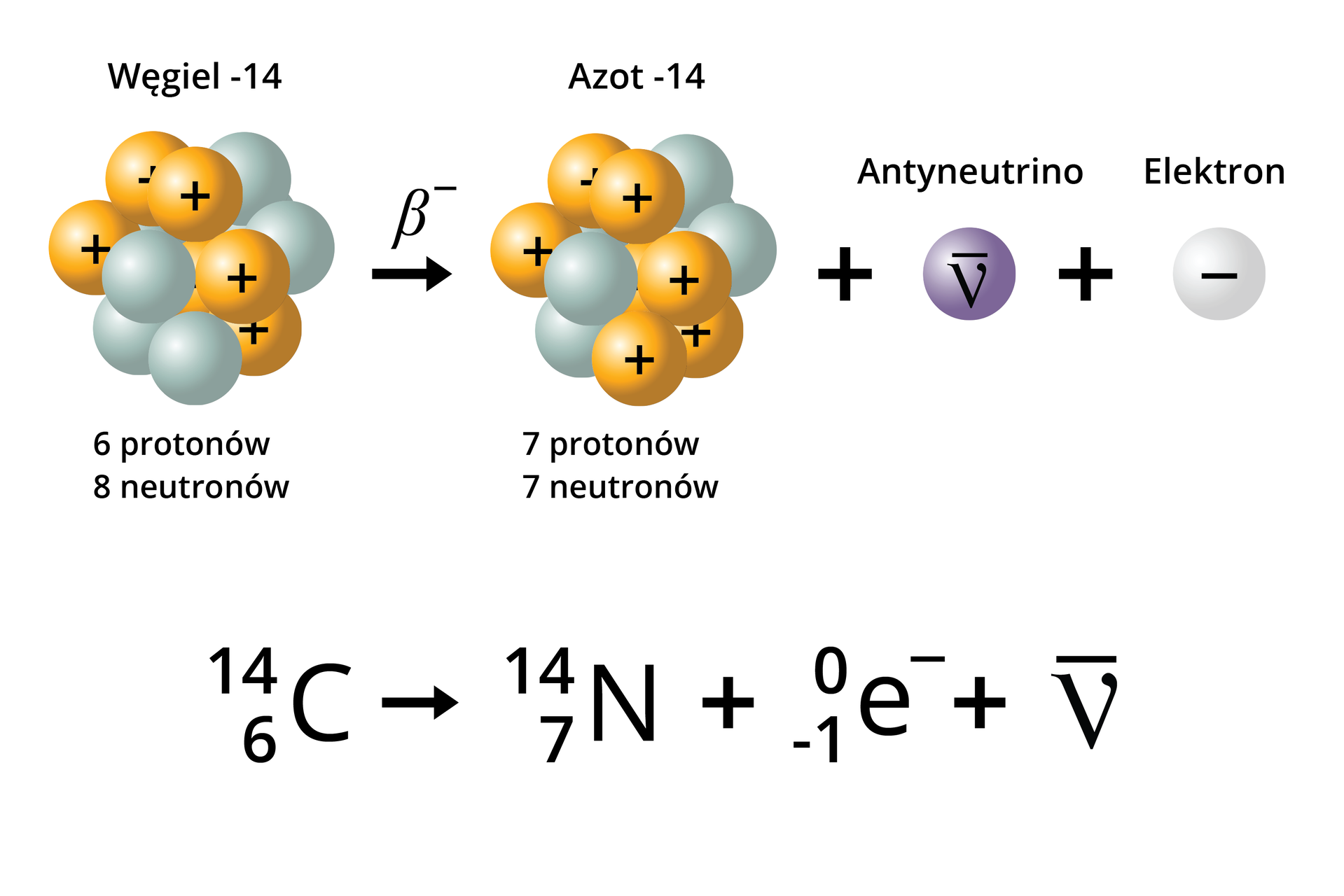 Ilustracja przedstawia schemat przemiany beta minus. Ukazano jądro węgla -14: 6 protonów (pomarańczowe kule) i 8 neutronów (szare kule) tworzą zbitą strukturę. Obok znajduje się strzałka w prawo opisana beta minus, za strzałką znajduje się układ 7 protonów (pomarańczowe kule) i 7 neutronów (szare kule) tworzących zbitą strukturę. Pozostałe produkty przemiany to antyneutrino:      V  ¯     (fioletowa kula) i elektron (biała kula). Poniżej znajduje się schemat reakcji:      6   14   C →    7   14   N +    − 1   0    e  −   +    V  ¯    