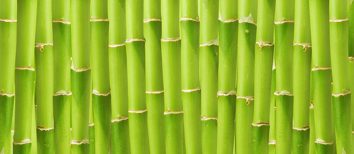 Ilustracja przedstawia zielone pędy bambusa.