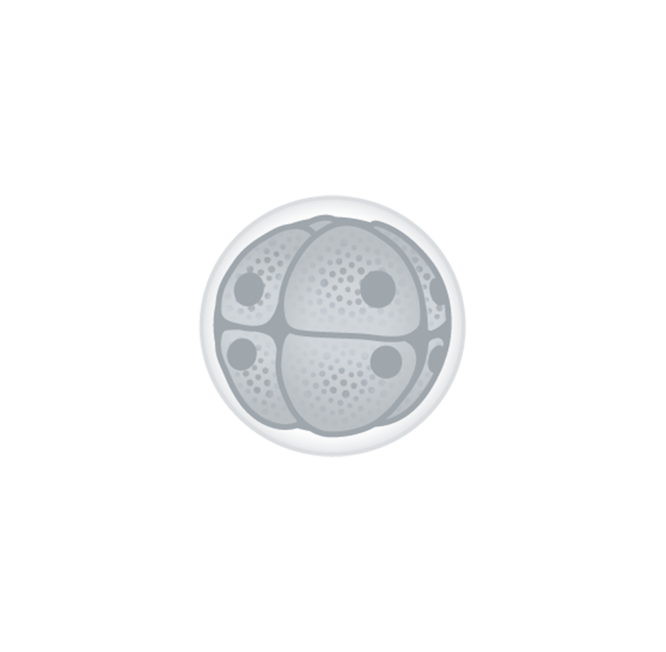 Rysunek przedstawia komórkę w trakcie podziału na osiem. Otoczona jest błoną. Widocznych jest sześć jąder komórek. 