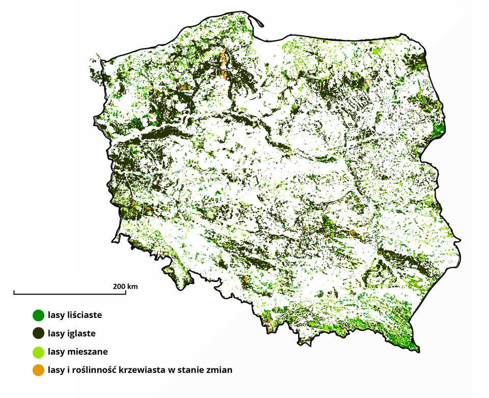 Ilustracja przedstawia rozmieszczenie lasów w Polsce z podziałem na liściaste, iglaste, mieszane oraz lasy i roślinność krzewiastą w stanie zmian. Lasy liściaste występują na praktycznie całej powierzchni Polski. Największe skupisko lasów iglastych występuje w północnej części Polski. Lasy mieszane – cała powierzchnia kraju, najwięcej na południu oraz wschodzie. Lasy i roślinność krzewiasta w stanie zmian – najwięcej w okolicach PN Bory Tucholskie w północnej części kraju.