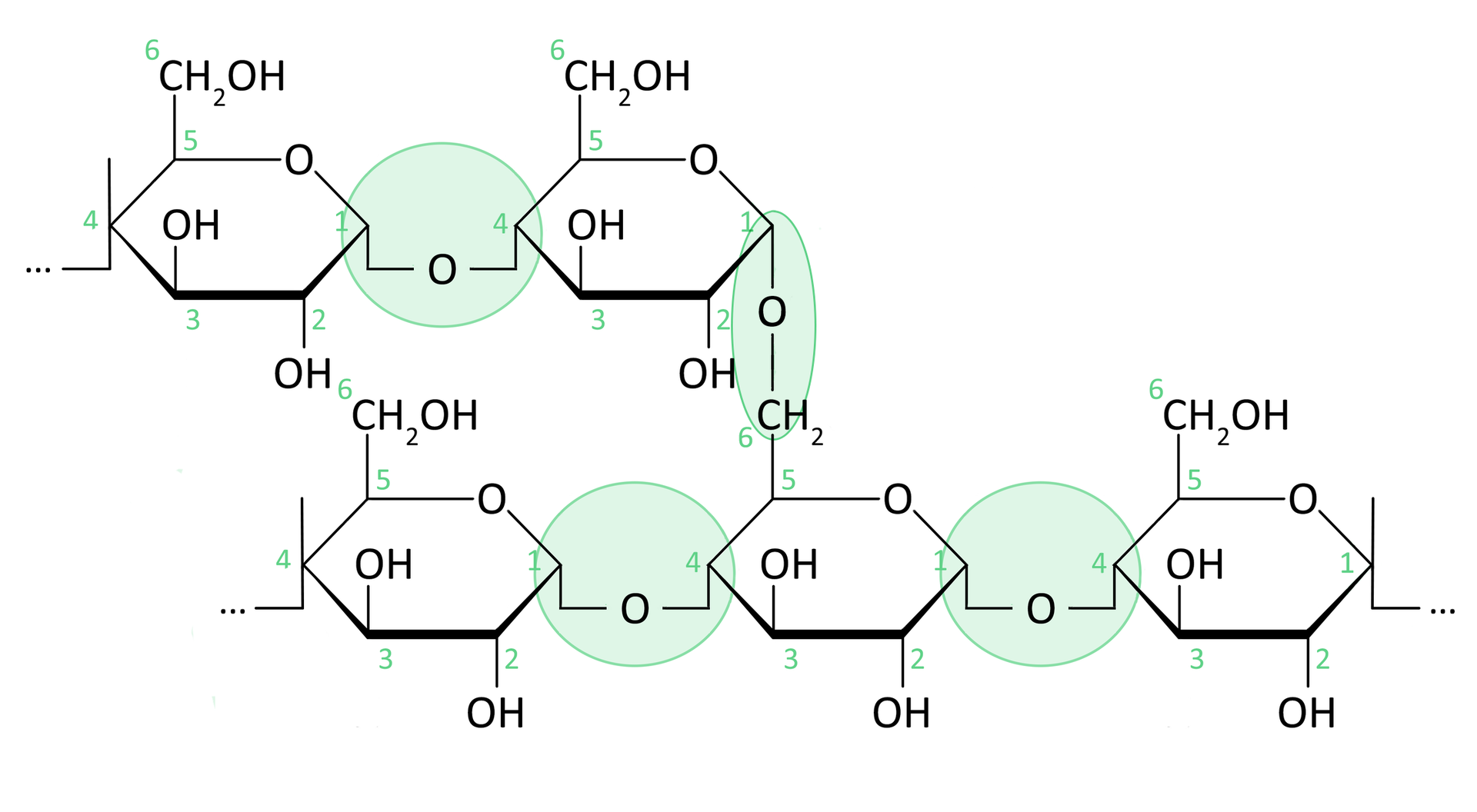 Ilustracja przedstawiająca wzór amylopektyny, która wraz z amylozą tworzą skrobię. W amylopektynie oprócz wiązań alfa-1,4-glikozydowych, występują wiązania 1,6-glikozydowe. Przedstawiony fragment struktury amylopektyny stanowi pięć sześcioczłonowych pierścieni, które stanowią jednostki D‑glukozy. Znajdujący się u dołu po lewej stronie sześcioczłonowy pierścień, w którym pierwszy lokant to atom węgla C 1 związany z atomem tlenu wbudowanym w tenże pierścień. Węgiel C 5 zamyka pierścień i łączy się z wspomniany atomem tlenu oraz węglem C 6, niewbudowanym w pierścień. Od węgla C 1 odchodzi wiązanie łączące go z atomem tlenu, który to łączy się z węglem C 4 kolejnego pierścienia. Od węgli C 2, C 3 oraz C 6 odchodzą grupy hydroksylowe. Dwa pierścienie połączone są mostkiem tlenowym, to jest wspomniany atom tlenu łączy węgiel C 1 pierwszego pierścienia z węglem C 4 drugiego. W pierwszym pierścieniu od węgla C 4 poprowadzone jest wiązanie przerywane. W drugim pierścieniu połączonym również za pomocą wiązania alfa-1,4-glikozydowego z trzecią jednostką glukozy atom tlenu związany z węglem C 6 łączy się z czwartą jednostką glukozy za pomocą wiązania alfa-1,6-glikozydowego. Od atomu węgla C 1 trzeciej jednostki glukozy odchodzi przerywane wiązanie. Zaś w przypadku czwartej jednostki, od węgla C 4 odchodzi wiązanie alfa-1,4-glikozydowe łączące go z węglem C 1 piątej jednostki glukozy, od której węgla C 4 odchodzi z kolei przerywane wiązanie świadczące o dalszej części jednostki rozgałęzionego polimeru.