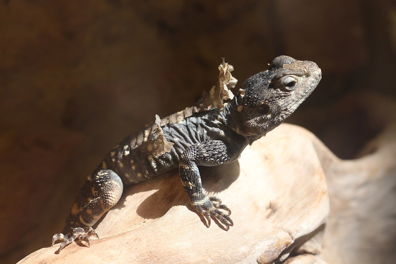 Zdjęcie przedstawia liniejącą Agama Hardun spoczywającą na jasnożółtej, gładkiej skale. Gad ten posiada ciemne ciało pokryte gdzieniegdzie jaśniejszymi plamami. Jego spłaszczona głowa jest średniej długości. Zarówno kończyny przednie jak i tylne zakończone są pięcioma palcami z długimi, haczykowatymi pazurami. Na grzbiecie oraz dolnej części ciała zwierzęcia widoczna jest liniejąca skóra. Jest ona jaśniejsza od nowej skóry.