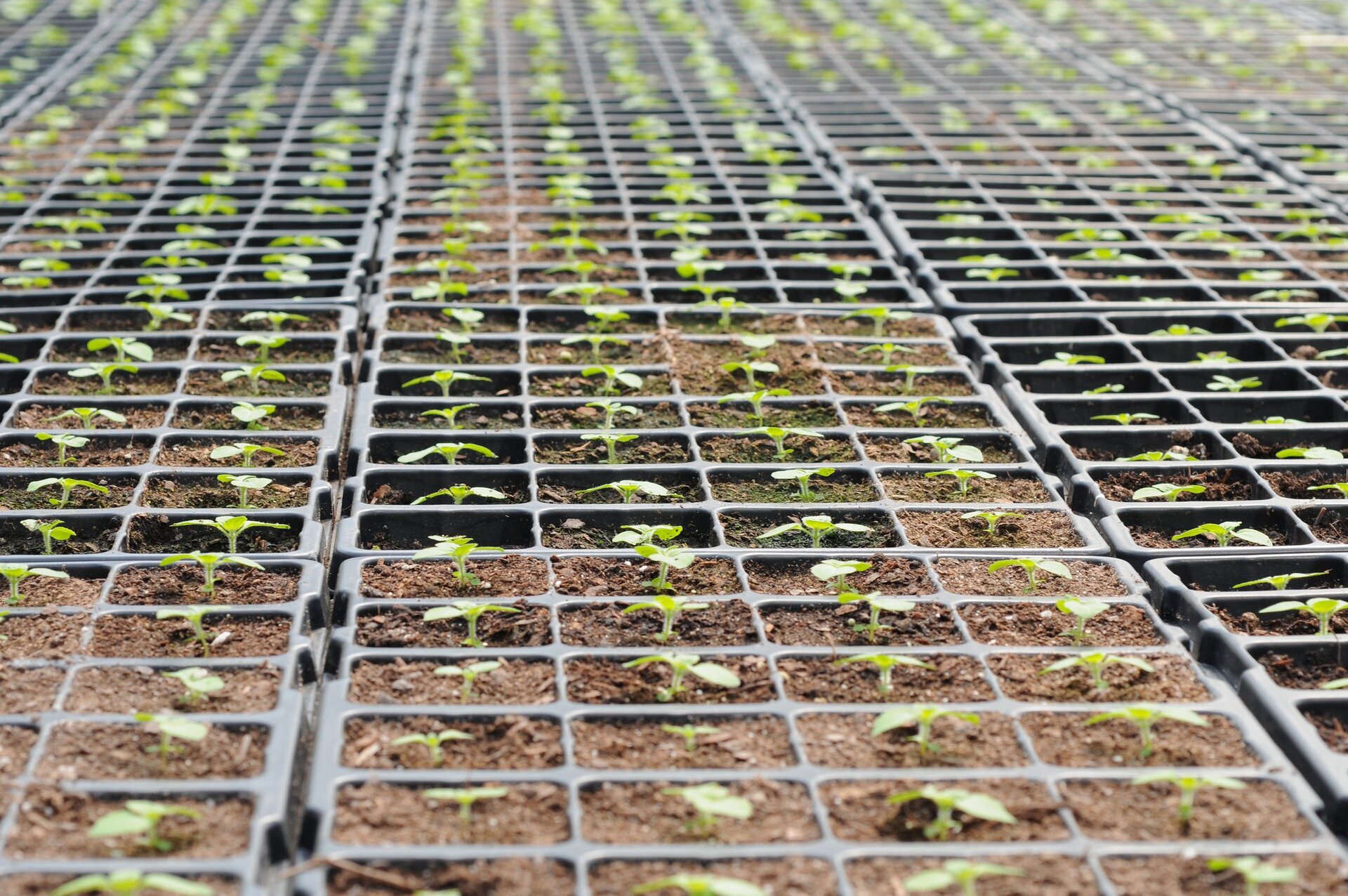 Zdjęcie przedstawia drobne, zielone siewki w rozsadzie.
