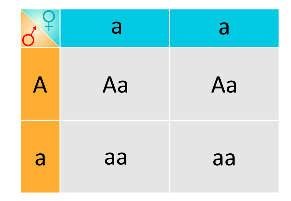 Ilustracja przedstawia graficzną krzyżówkę genetyczną zaprezentowaną na szachownicy Punnetta udowadniającą, że krzyżując heterozygotę z homozygotą recesywną otrzymujemy 50% heterozygot o kwiatach czerwonych (duże A, małe a) i 50% homozygot recesywnych o kwiatach białych (małe a, małe a). W wierszu na górze tabeli ujęte są gamety żeńskie oznaczone jako małe a i małe a, w kolumnie po lewej stronie tabeli gamety męskie opisane dużą literą A i małą literą a.  Na skrzyżowaniu gamety żeńskiej oznaczonej przez małe a i męskiej oznaczonej przez duże A znajduje się symbol duże A małe a .  Na skrzyżowaniu gamety żeńskiej oznaczonej przez małe a i męskiej opisanej jako duże A znajduje się symbol duże A małe a.  Na skrzyżowaniu gamety żeńskiej oznaczonej przez małe a i męskiej opisanej jako małe a znajduje się symbol małe a małe a.  Na skrzyżowaniu gamety żeńskiej oznaczonej przez małe a i męskiej opisanej jako małe a znajduje się symbol małe a małe a.