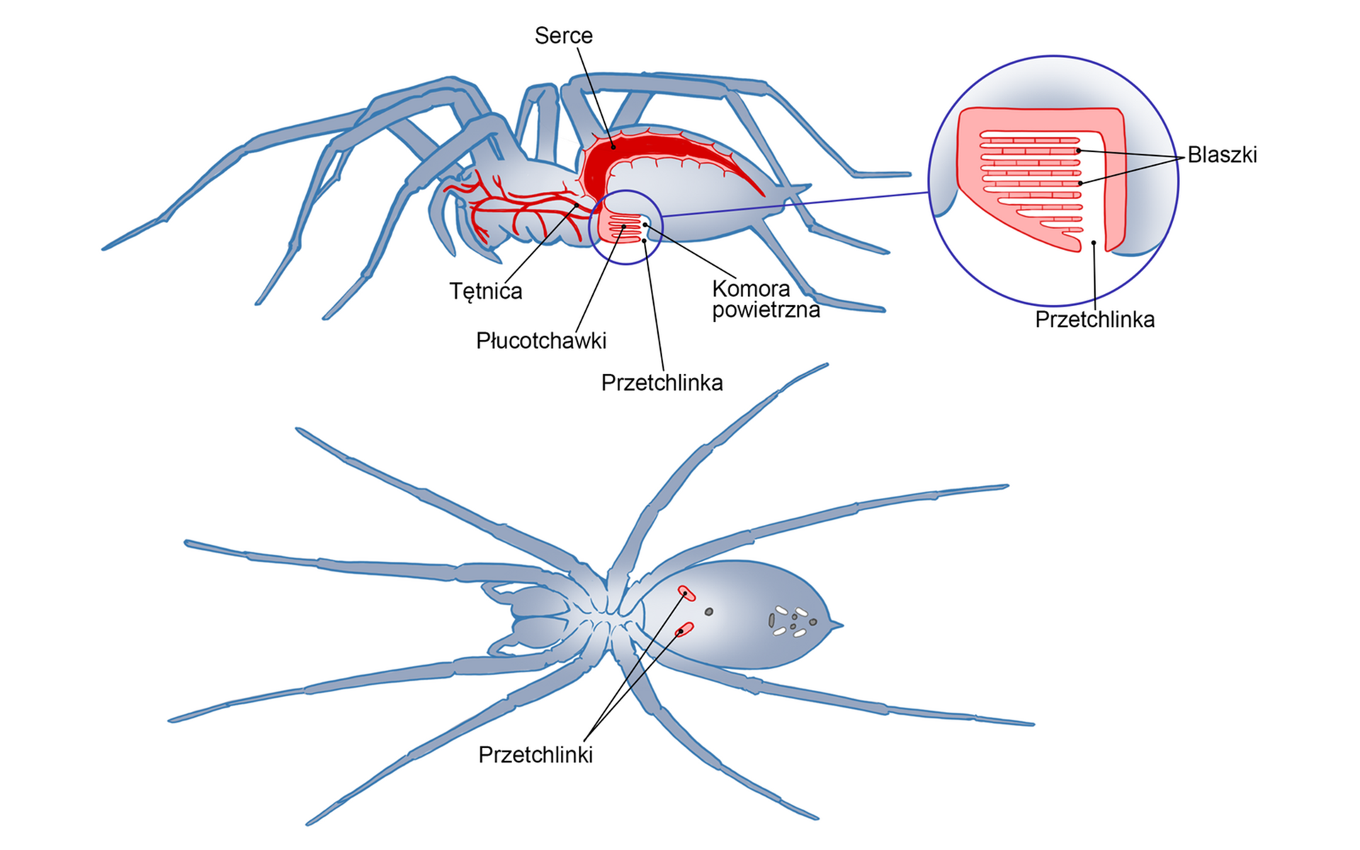 Schemat przedstawia pająka ukazanego z boku i z góry. Na pierwszym rzucie z boku oznaczono w ciele pająka znajdujące się w odwłoku podłużne serce położone grzbietowo, a pod nim płucotchawki, które stanowią wpuklenia kutykularnej ściany przedniej odwłoka. Pojedyncza płucotchawka składa się z przetchlinki, prowadzącej do komory powietrznej, wewnątrz której znajdują się spłaszczone, grzebykowate, unaczynione blaszki oddechowe. Płucotchawkę otwiera przetchlinka prowadząca do przedsionka rozszerzającego się w komorę powietrzną z licznymi, równolegle ułożonymi kieszonkami oddechowymi. Płaty oddzielające kieszenie mieszczą zatoki krwionośne. Wymiana gazów odbywa się na zasadzie dyfuzji. Przez przednią część ciała pająka prowadzą tętnice, doprowadzające krew do płucotchawek i serca. Wymiana gazowa zachodzi pomiędzy hemolimfą, przepływającą w blaszkach oddechowych, a powietrzem krążącym pomiędzy blaszkami. U pajęczaków występuje układ krwionośny otwarty. Na drugim rzucie z góry oznaczono na ciele pająka znajdujące się na jego grzbiecie dwa, symetrycznie ułożone niewielkie otwory, czyli przetchlinki.