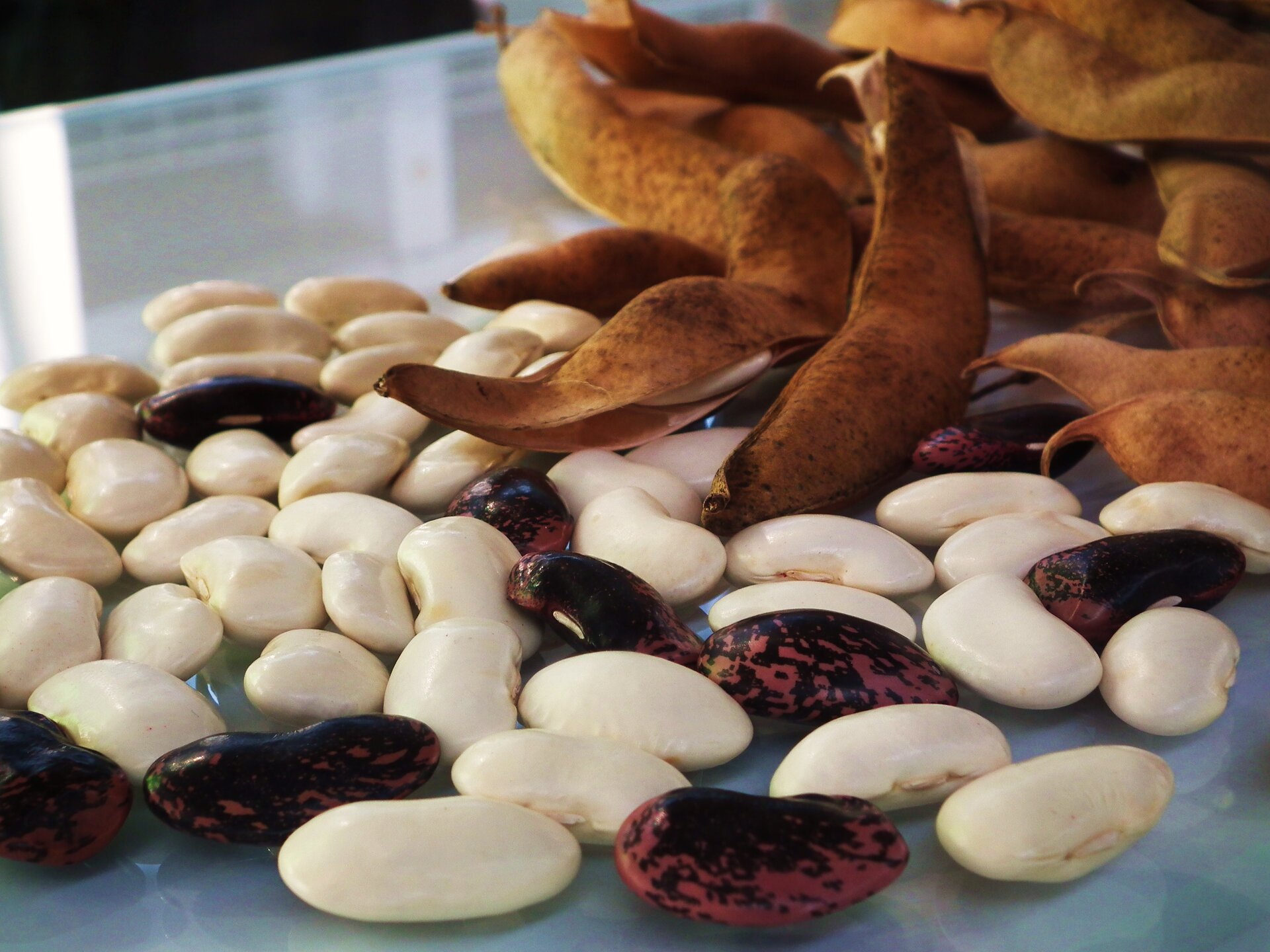 Zdjęcie przedstawia fasolę wrzawską. Fasola ma nasiona o obłym kształcie, które rosną w wydłużonych strączkach. Mają biały lub fioletowo‑czarny kolor.