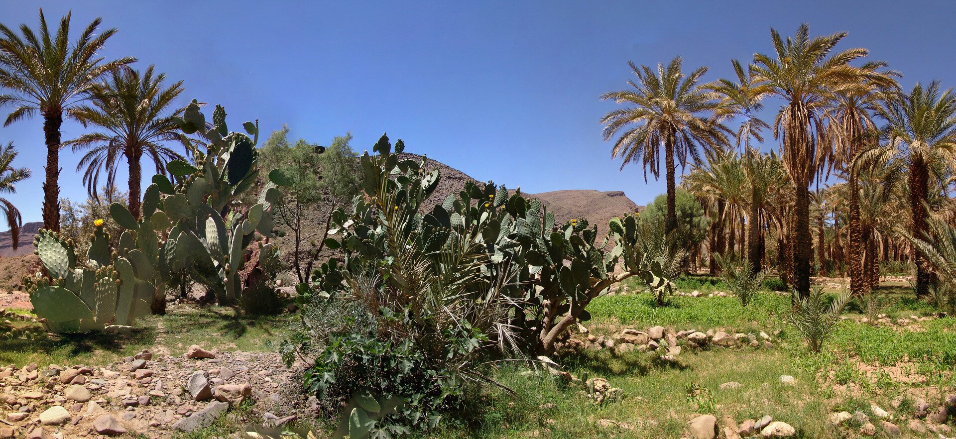 Fotografia prezentuje rośliny tropikalne. Po prawej i lewej stronie fotografii wysokie palmy, po środku rosnące w grupach kaktusy opuncji o grubych mięsistych spłaszczonych łodygach bez liści.