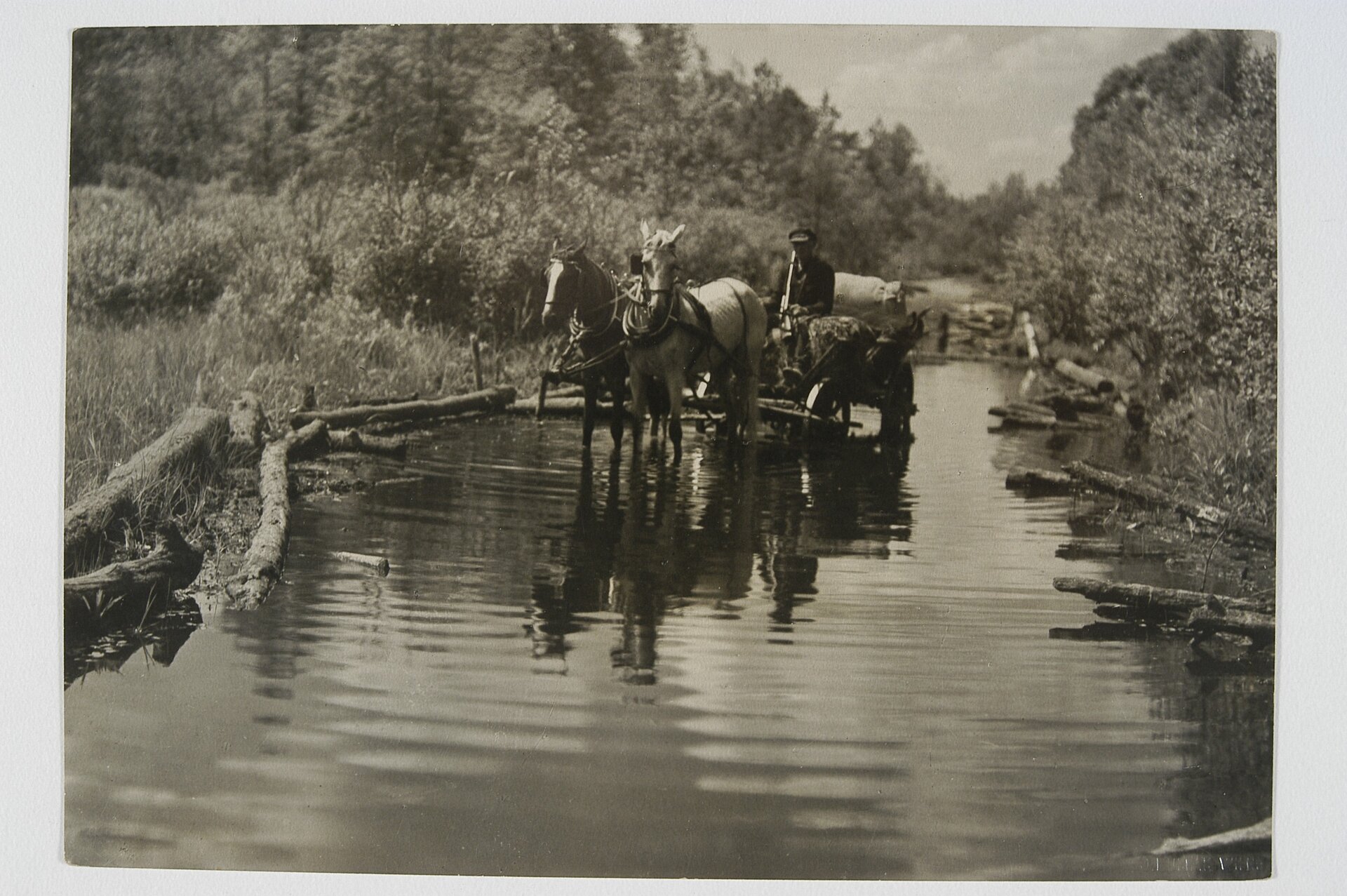 Stara, czarno‑biała fotografia, przedstawiająca woźnicę prowadzącego zaprzęg dwóch koni wzdłuż rzeki. Wokół gałęzie i sitowia. Po dwóch stronach rzeki drzewa. 