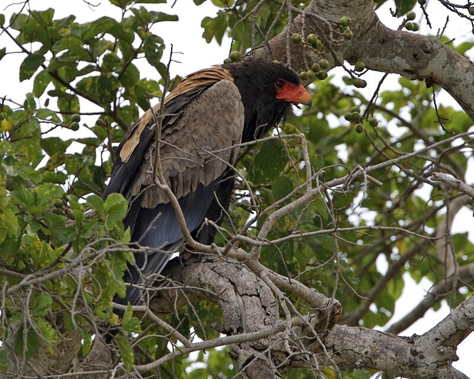 Fotografia, na niej kuglarz - duży czarny ptak, o czerwonym dziobie i brązowych skrzydłach. Siedzi na gałęzi drzewa liściastego. 
