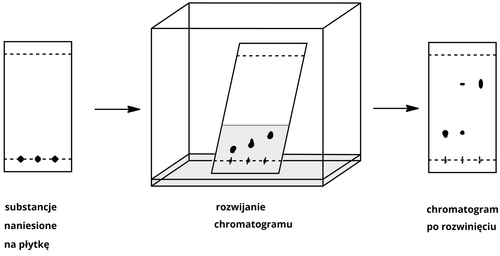 Ilustracja przedstawia schemat chromatografii cienkowarstwowej. Po lewej stronie przedstawiono prostokątną podłużną płytkę. Na płytce zaznaczono dwie linie przerywane: na dole i na górze, zostawiając margines płytki. Na dolnej linii naniesiono trzy punkty. Pod spodem znajduje się podpis: substancje naniesione na płytkę. Po prawej stronie znajduje się strzałka skierowana w prawo, dalej znajduje się płytka umieszczona w komorze chromatograficznej. Na dole komory znajduje się ciecz, która zwilża płytkę, a plamki substancji poruszają się w górę. Pod spodem znajduje się podpis: rozwijanie chromatogramu. Po prawej stronie znajduje się strzałka skierowana w prawo, dalej chromatogram po rozwinięciu: plamki znajdują się na różnych wysokościach. Ta po lewej jest na około jednej trzeciej wysokości, druga plamka rozdzieliła się na dwie: jedna w jednej trzeciej wysokości a druga w dwóch trzecich. Trzecia plamka znajduje się teraz w dwóch trzecich płytki.