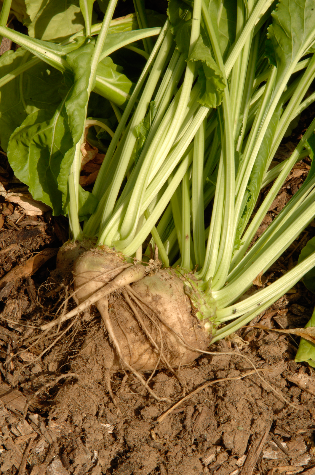 Fotografia prezentuje korzeń buraka cukrowego na powierzchni ziemi. Bulwa ma okrągły kształt. Z jej górnej części wyrastają zielone łodygi.