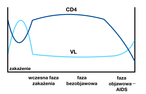 Ilustracja pokazuje dwie krzywe: jedna dotyczy CD4 glikoproteiny, druga VL części zmiennej łańcucha lekkiego przeciwciała. W fazie zakażenia VL wzrasta, a CD4 opada. We wczesnej fazie zakażenia oraz w fazie bezobjawowej VL opada, a CD4 rośnie. W fazie objawowej - AIDS CD 4 spada, a VL rośnie.  
