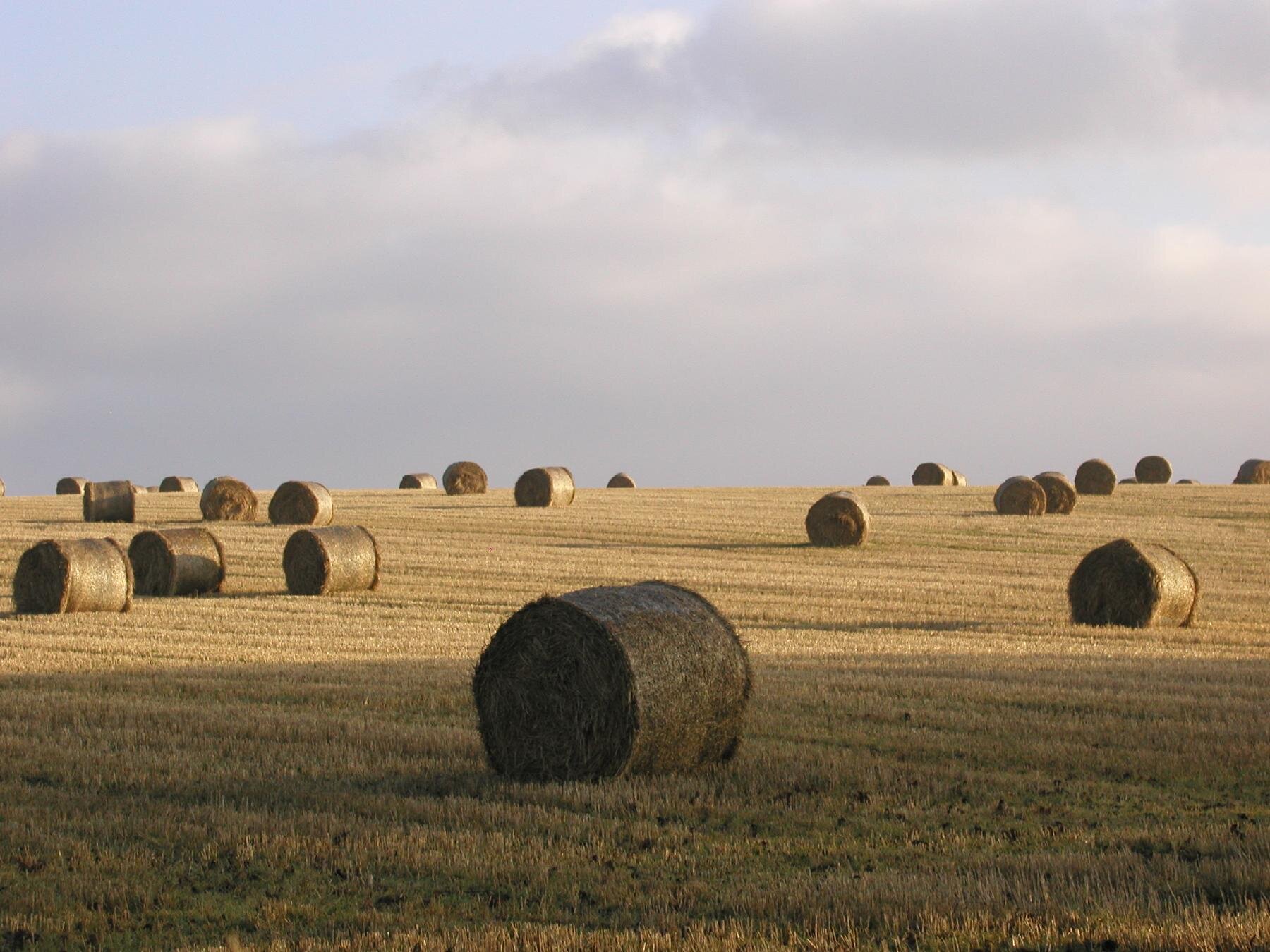 Zdjęcie przedstawia rozległe, płaskie pole, na którym znajdują się duże, okrągłe bele sprasowanej trzciny cukrowej. Pole pokryte rżyskiem.