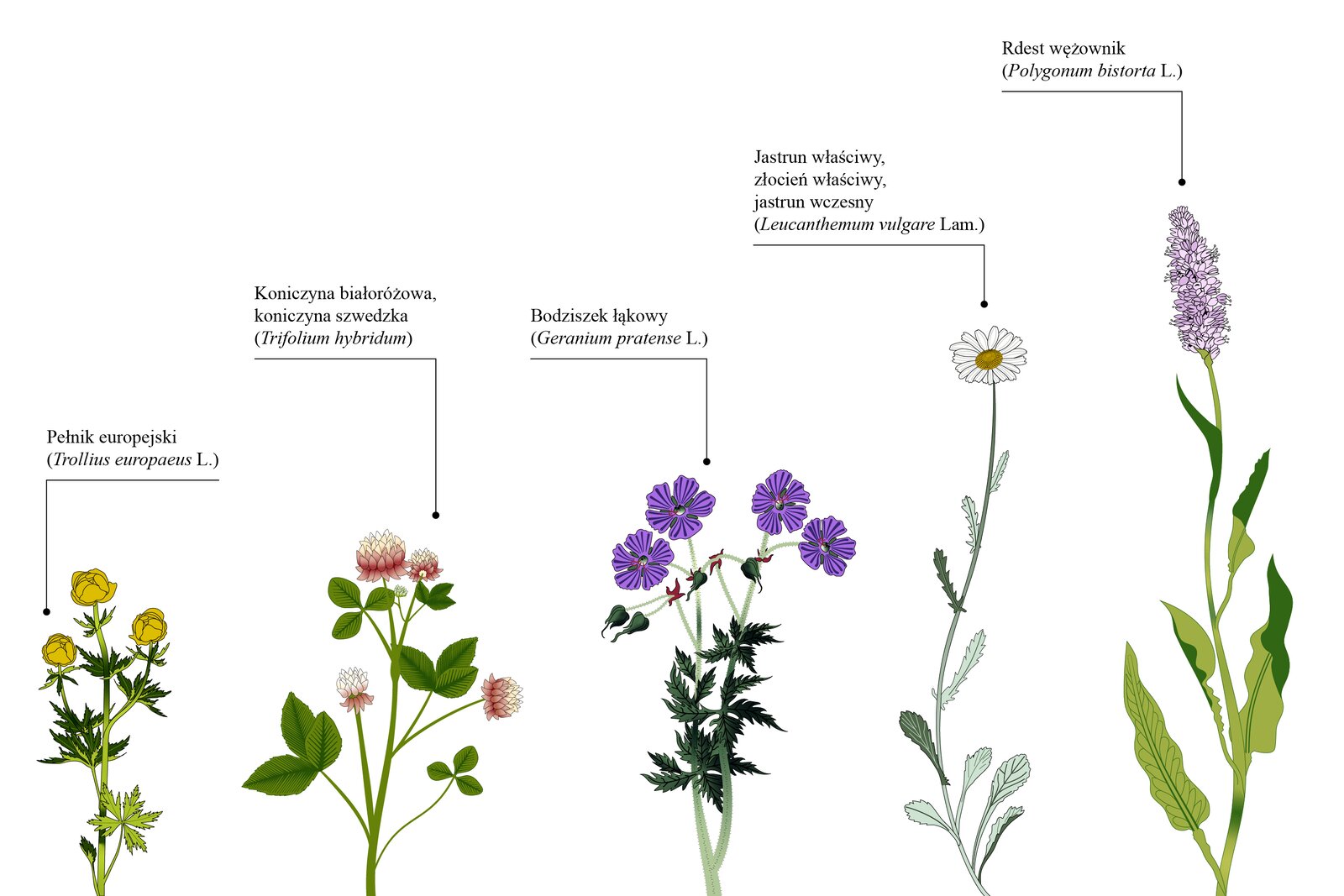 Grafika przedstawia pięć gatunków kwiatów. Od lewej jest to pełnik europejski. Trollius europaeus el. Ma drobne, żółte kwiaty i postrzępione liście. Kolejnym jest Koniczyna białoróżowa, koniczyna szwedzka. Trifolium hybridum. Koniczyna jest białoróżowa i ma wiele podłużnych, rurkowatych, ułożonych pierścieniowato płatków, które składają się na kształt kuli. Następny to bodziszek łąkowy. Gerantium pratense el. Bodziszek jest fioletowy, ma rozłożyste płatki i postrzępione liście. Kolejnym jest jastrun właściwy, złocień właściwy, jastrun wczesny. Leucanthemum vulgare Lam. Kwiaty wyrastają w kształcie koszyczka. Płatki są podłużne i białe, a środek rośliny ma żółty kolor. Ostatnim kwiatem jest Rdest wężownik. Polygonum bistorta El. Ma smukłą łodygę z falowanymi liśćmi. Jasnofioletowe, drobne kwiaty zebrane są w gęsty, walcowaty kłos.