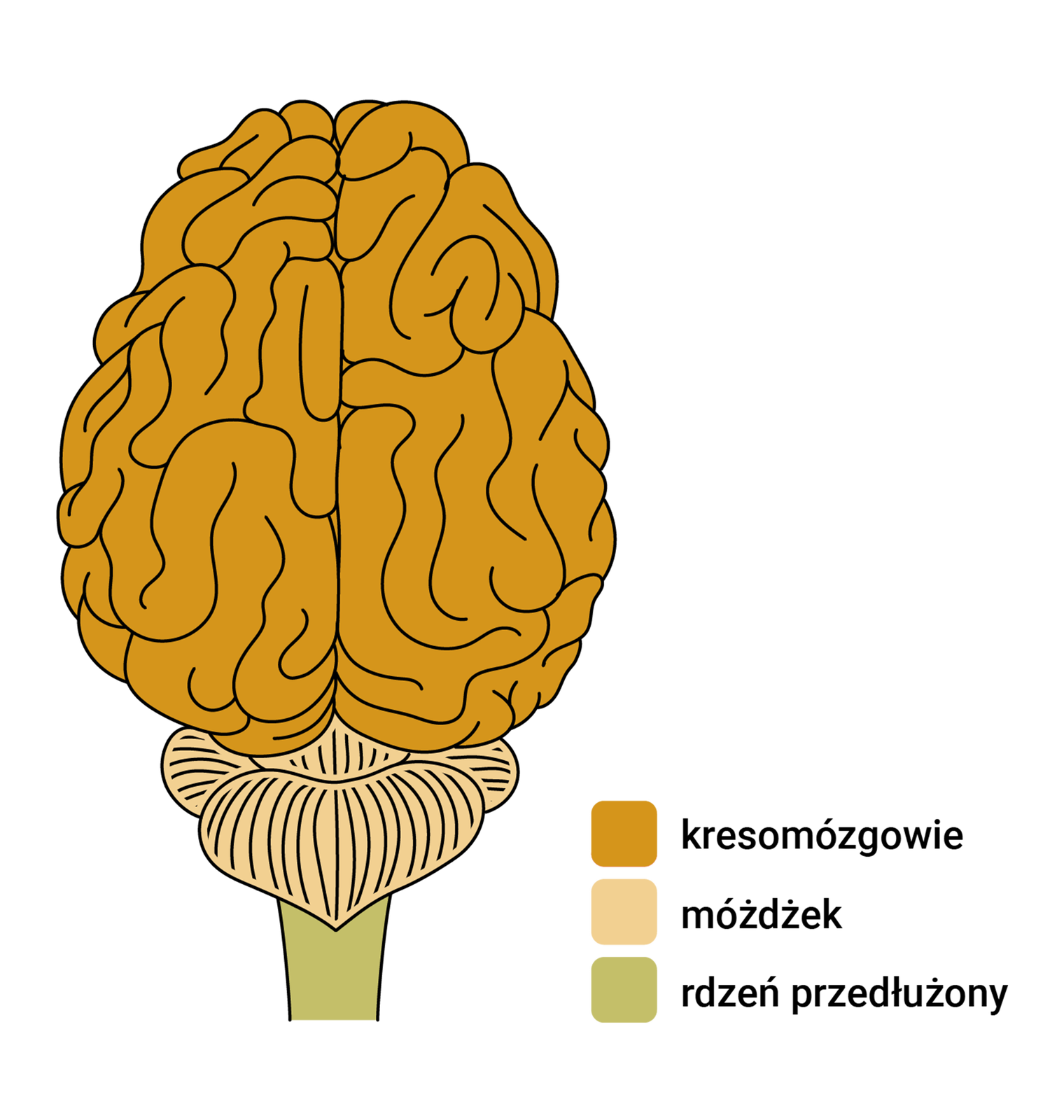 Schemat przedstawia budowę mózgowia ssaka na przykładzie człowieka. Największą powierzchnię w mózgowiu zajmuje kresomózgowie. Ma ono pofałdowaną powierzchnię, składa się z dwóch półkul. Kształtem przypomina orzech włoski. Poniżej widać niewielki móżdżek, od którego biegnie długi rdzeń przedłużony.