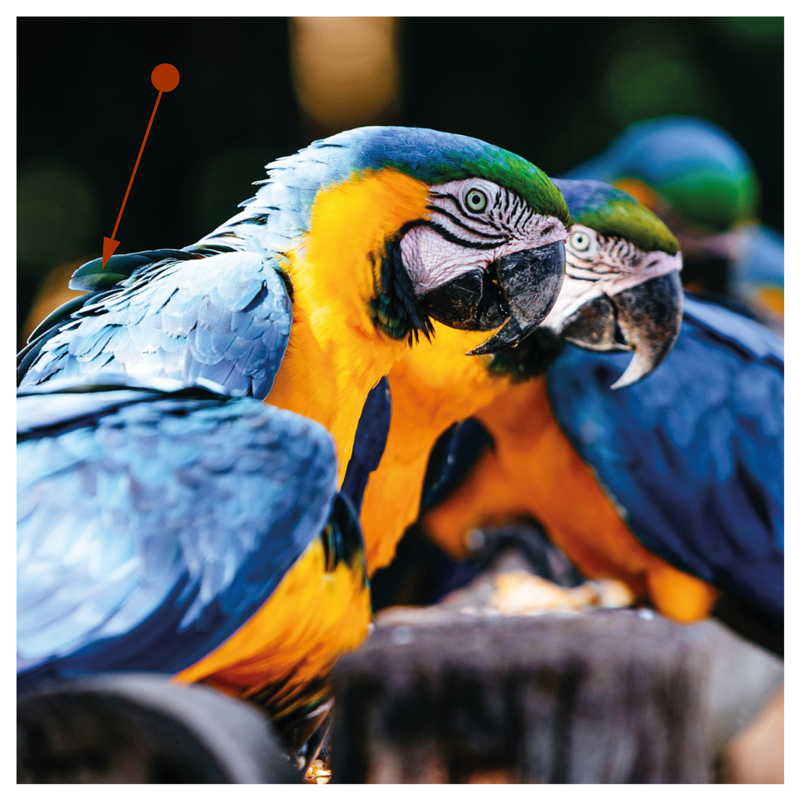 Zdjęcie przedstawia kolorowe papugi. Strzałka wskazuje pióro jednej z nich.