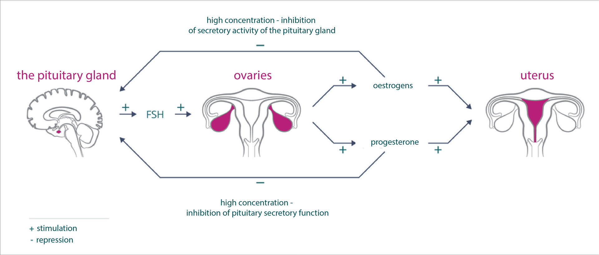 Schemat przedstawia sposób regulacji hormonalnej cyklu miesiączkowego. Znak plus oznacza pobudzanie, znak minus hamowanie. Z lewej szary obrys mózgu z karmazynową przysadką mózgową. W prawo pozioma strzałka, hormon FSH z przysadki pobudza jajniki, na środkowym rysunku zaznaczone kolorem. Jajniki produkują estrogeny i progesteron, wpływające pobudzająco na macicę (zaznaczona kolorem) . Jednocześnie wysokie stężenie estrogenów i progesteronu hamuje wydzielanie FSH przez przysadkę mózgową (długie strzałki u góry i u dołu). Na ilustracji są podpisy: the pituitary gland-
high concentration - inhibition of secretory activity of the pituitary gland-
oestrogens-
progesterone-
uterus-
high concentration- inhibition of pituitary secretory function-
+stimulation
-repression