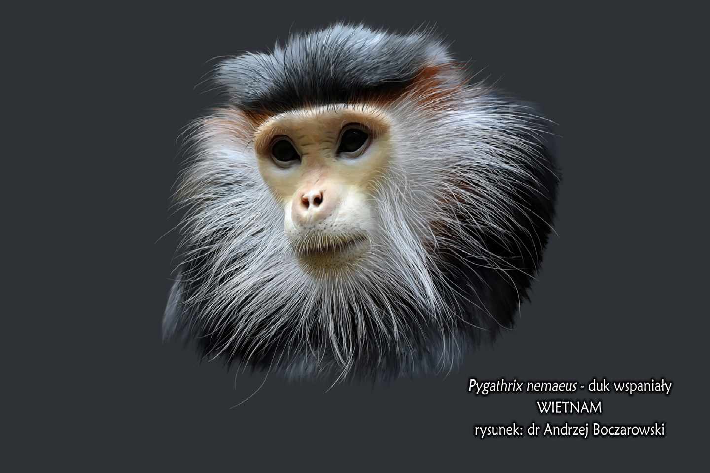 Ilustracja przedstawia głowę duka wspaniałego. Twarz duka jest blada, nieowłosiona. Dookoła twarzy rosną białe długie włosy, a na głowie czarne. Dukan ma duże okrągłe oczy i płaski nos z wąskimi nozdrzami.