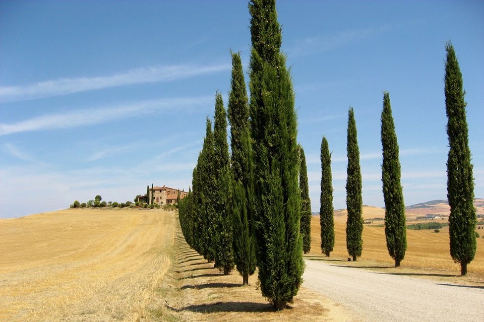 Na zdjęciu przedstawiono gruntową drogę we Włoszech obsadzoną po obu stronach zielonymi cyprysami. An evergreen cypress alley in central Italy. Na końcu drogi stoi zabudowanie wiejskie o typowej architekturze śródziemnomorskiej dla terenów wiejskich. Po obu stronach drogi pole, z którego zebrano już plony - pozostało suche ściernisko.