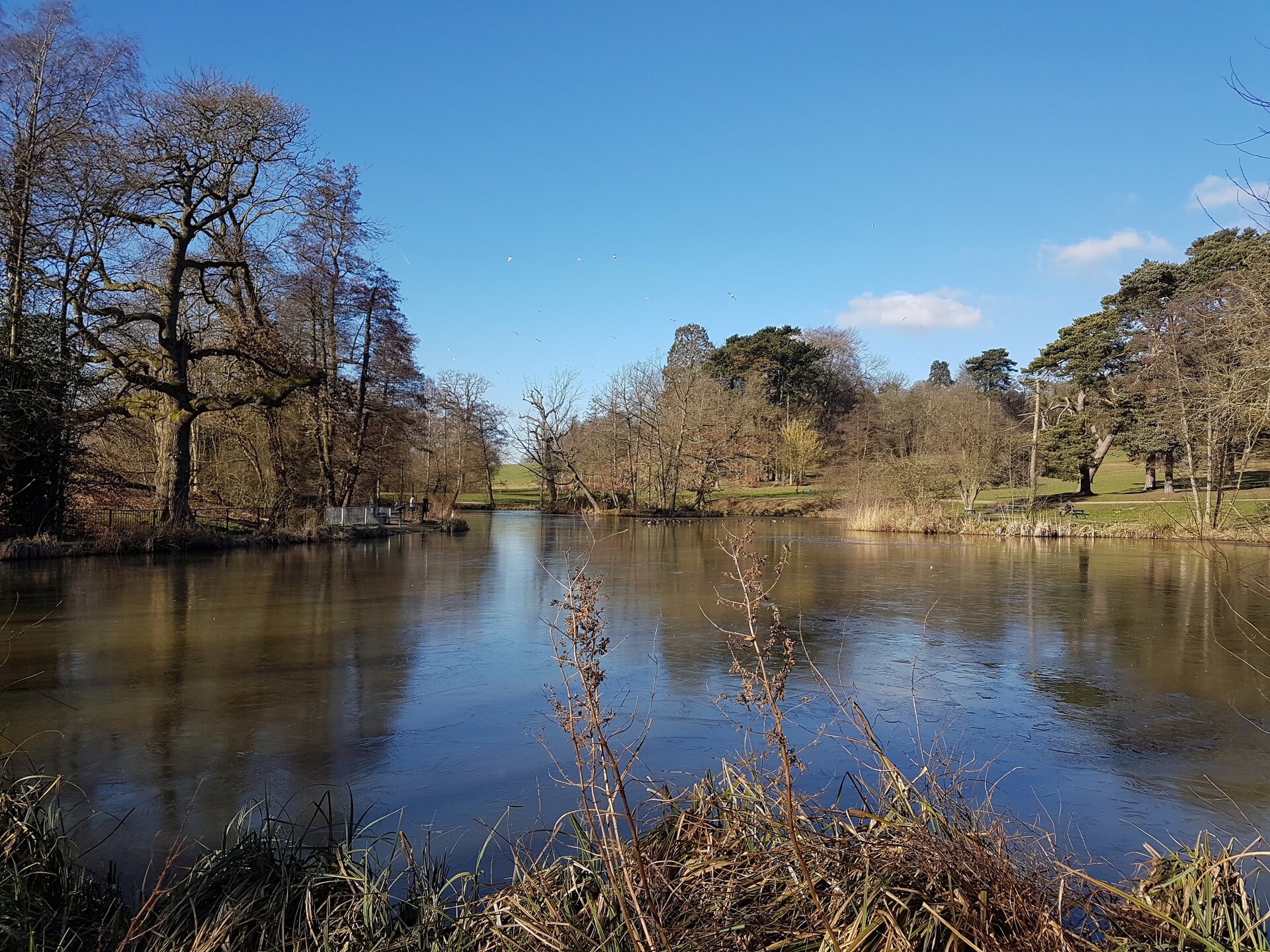 Zdjęcie przedstawia taflę spokojnego jeziora jako owalną niebieską płaszczyznę. Dookoła widać drzewa z liśćmi. W tafli jeziora widać odbicia pni niektórych drzew. Niebo pogodne, jasnoniebieskie z małymi białymi obłoczkami .