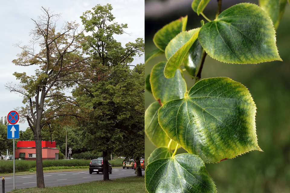 Zdjęcie przedstawia drzewa na poboczu, których liście zmieniły kolor z zielonego na żółty, a powodem było posypywanie dróg solą w sezonie zimowym.