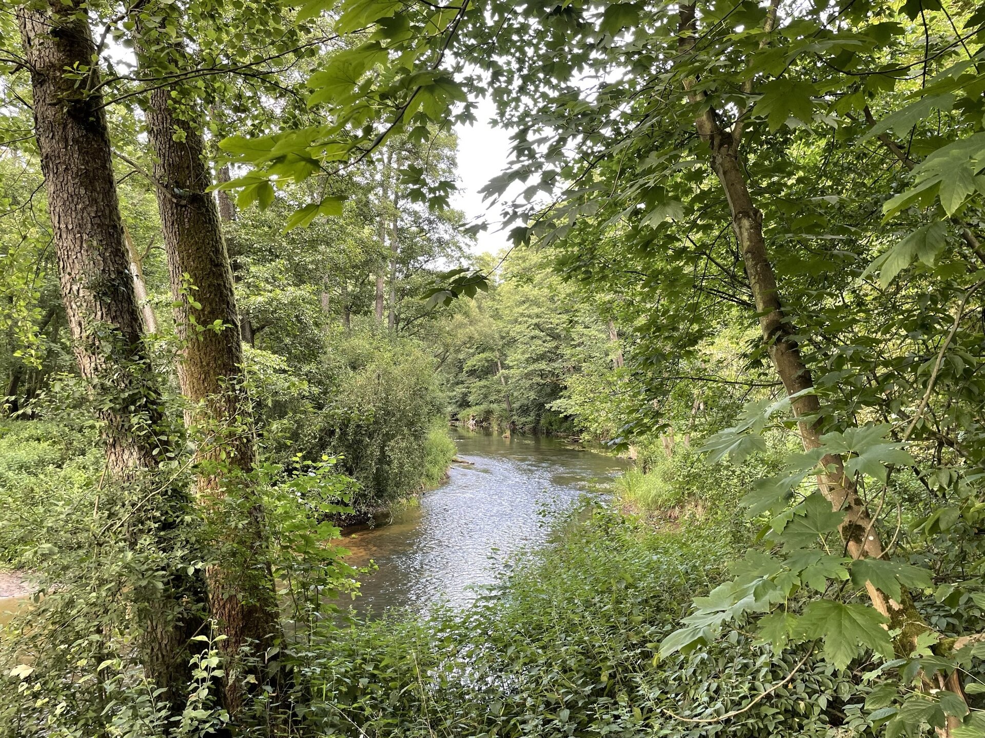 Zdjęcie przedstawia rzekę, płynącą w centralnej części fotografii. Po jej obu brzegach drzewa.