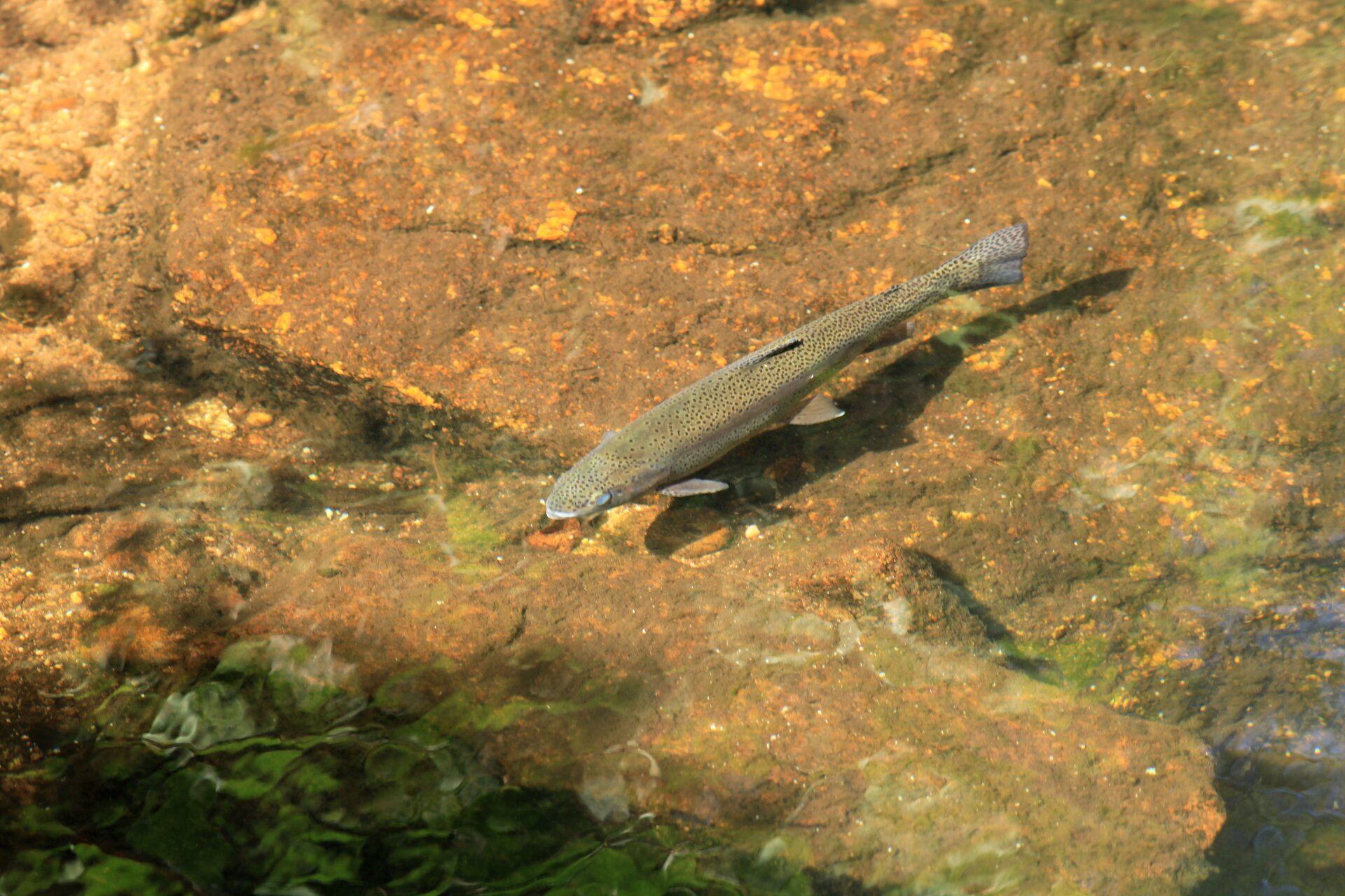 Fotografia płynącego pstrąga w przezroczystej wodzie. Ma długi i smukły kształt. Jest koloru szarożółtego, w małe, drobne, czarne plamki.