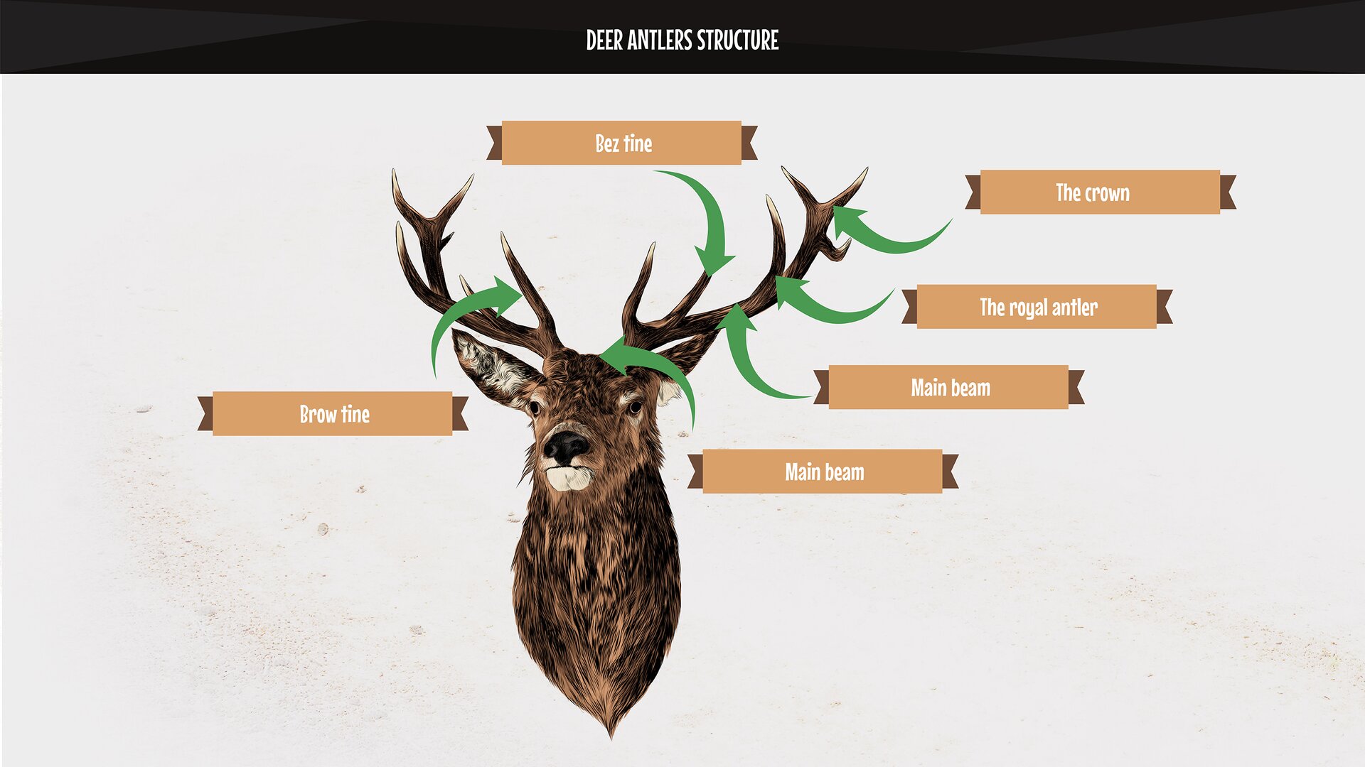 The photo presents the elements of deer antlers: main beam, crown, royal antler, bez tine, brow tine, burr. Rysunek przedstawia elementy wieńca jelenia: tyka, korona, opierak, nadoczniak, oczniak, róża.