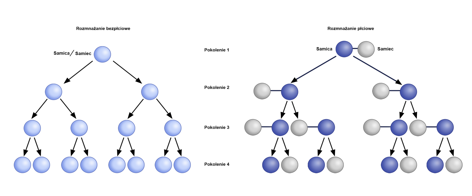 Schemat przedstawia rozmnażanie bezpłciowe i płciowe w czterech pokoleniach. Na szczycie schematu przedstawiającego rozmnażanie bezpłciowe jest samica lub samiec (pokolenie 1). Ma postać jasnoniebieskiej kuli. Powstają z niej dwie kolejne samice (pokolenie 2), a z każdej z nich kolejne dwie (pokolenie 3). Każda z czterech samic generuje po dwie samice (pokolenie 4). Osobniki we wszystkich pokoleniach są identyczne jak pierwsza samica - to jasnoniebieskie kule. W rozmnażaniu płciowym na szczycie schematu jest osobnik męski i żeński (pokolenie 1). Z samicy powstają dwa osobniki żeńskie, które łączą się z osobnikami męskimi (pokolenie 2). Z dwóch samic w pokoleniu 3 z każdej z nich powstaje samiec i samica. Każda samica łączy się z samcem, a każdy samiec z samicą. Z kolejnych zapłodnionych samic rodzi się po jeden samicy i po jednym samcu (pokolenie 4).    