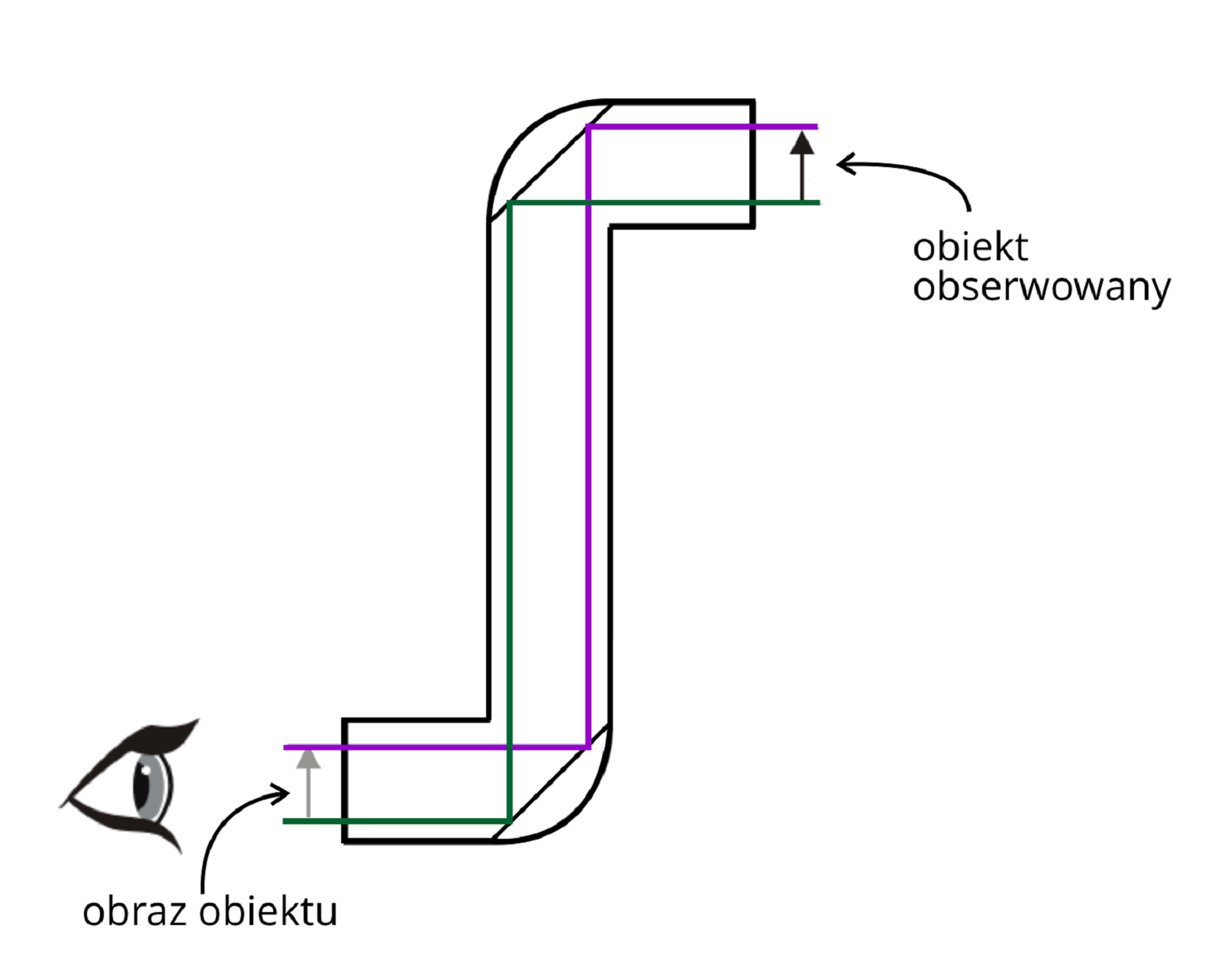 Ilustracja przedstawia schemat budowy i działania peryskopu. Peryskop ma kształt wyprostowanej litery es. Od dolnego końca zagląda do niego oko, na które pada obraz od obiektu znajdującego się przed drugim końcem peryskopu. W zagięciach peryskopu znajdują się zwierciadła umieszczone w taki sposób, żeby padające na nie promienie były pod kątem dziewięćdziesięciu pięciu stopni do powierzchni. Promienie od obiektu obserwowanego wpadają w peryskop, odbijają się od pierwszego zwierciadła, a więc ich droga jest zakrzywiona o dziewięćdziesiąt stopni, dalej lecą wzdłuż peryskopu w dół, padają na kolejne zwierciadło gdzie ich droga znowu ulega zakrzywieniu o dziewięćdziesiąt stopni i padają na oko po drugiej stronie urządzenia.