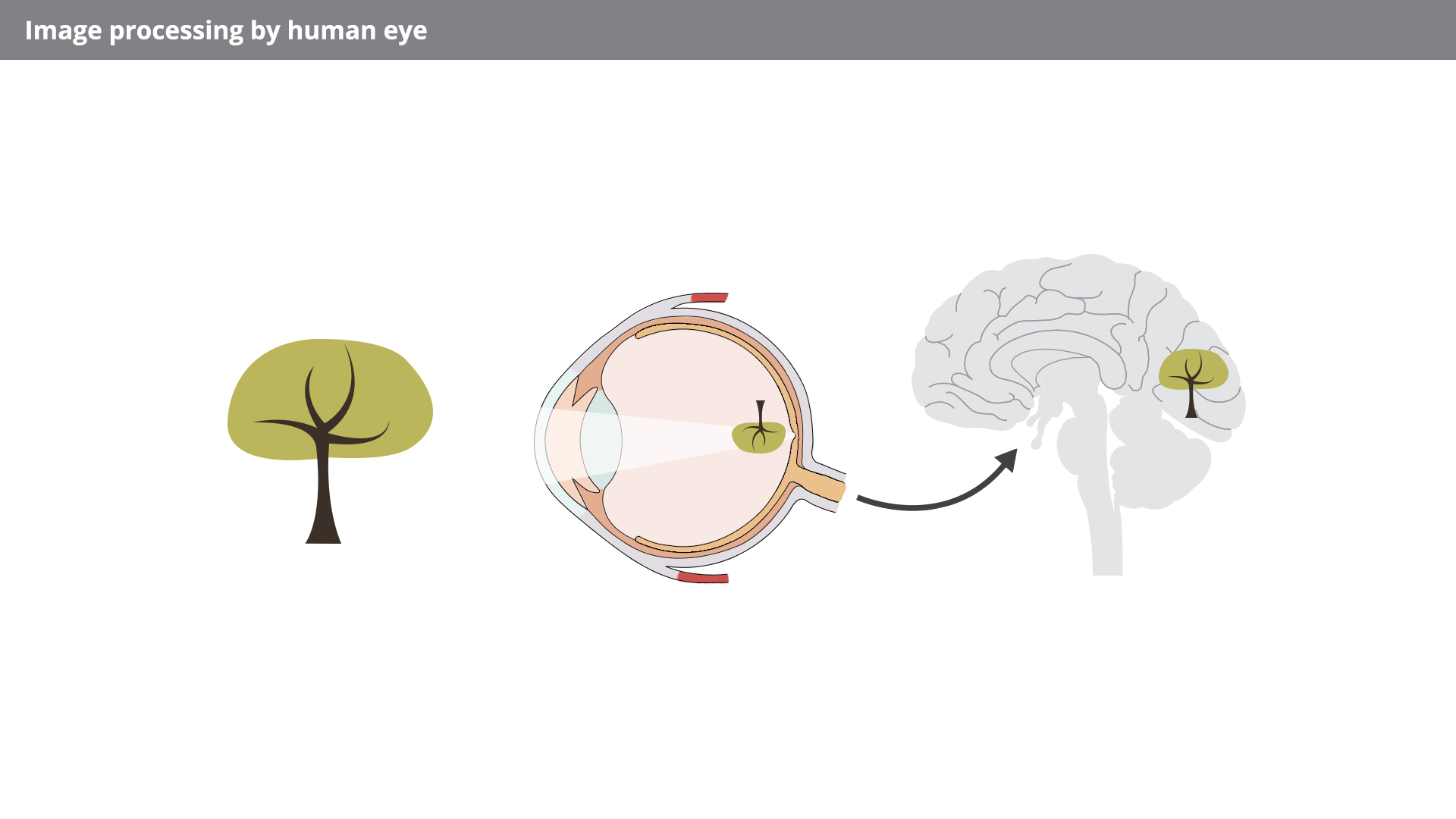 Schemat przedstawia formowanie się na siatkówce odwróconego obrazu obserwowanego przedmiotu - drzewa, a następnie jego ponowne obrócenie dokonywane przez mózg. Po lewej rysunek drzewa. Na środku rysunek gałki ocznej zwrócony w stronę drzewa, na której końcu narysowane jest odwrócone i pomniejszone drzewo. Od gałki strzałka w prawo do rysunku mózgu, na którego końcu narysowane jest pomniejszone drzewo.