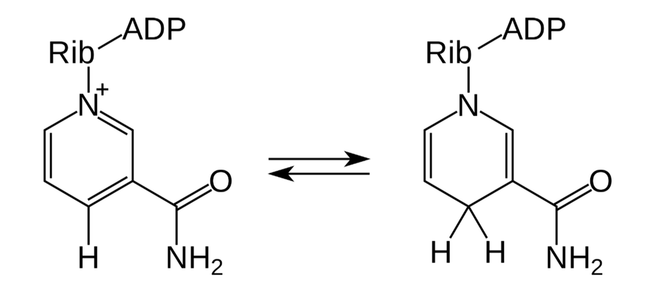 Grafika przedstawia reakcje redoks dinukleotydu nikotynoamidoadeninowego. Cząsteczka po prawej składa się z pojedynczego sześciowęglowego pierścienia połączonego z pojedynczą cząsteczką wodoru oraz N plus. Dodatkowo N plus połączone jest z rybozą, która z kolei połączona jest z ADP. Cząsteczka po prawej składa się z pojedynczego sześciowęglowego pierścienia połączonego z dwoma cząsteczkami wodoru oraz N. Dodatkowo N połączone jest z rybozą, która z kolei połączona jest z ADP.