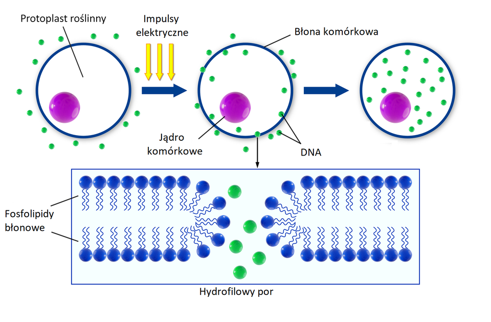 Grafika przedstawia jedną z metod modyfikacji genetycznych roślin. Impulsy elektryczne przedstawione na schemacie jako żółte strzałki oddziałują na błonę komórkową kulistego protoplastu roślinnego. Ma on w środku fioletową kulkę – to jądro komórkowe. Na zewnątrz błony są małe, zielone kuleczki – DNA. Pod wpływem impulsów w błonie powstają trwałe hydrofilowe pory. Wewnątrz poru znajdują się fosfolipidy błonowe. Na grafice to niebieskie cząsteczki z nitkowatymi, spiralnie skręconymi strukturami. Dzięki porom hydrofilowym do wnętrza protoplastu przenikają fragmenty DNA przedstawione jako zielone punkty. Dzięki procesowi elektroporacji DNA znajduje się nieopodal kulistego fioletowego jądra komórkowego wewnątrz protoplastu. 