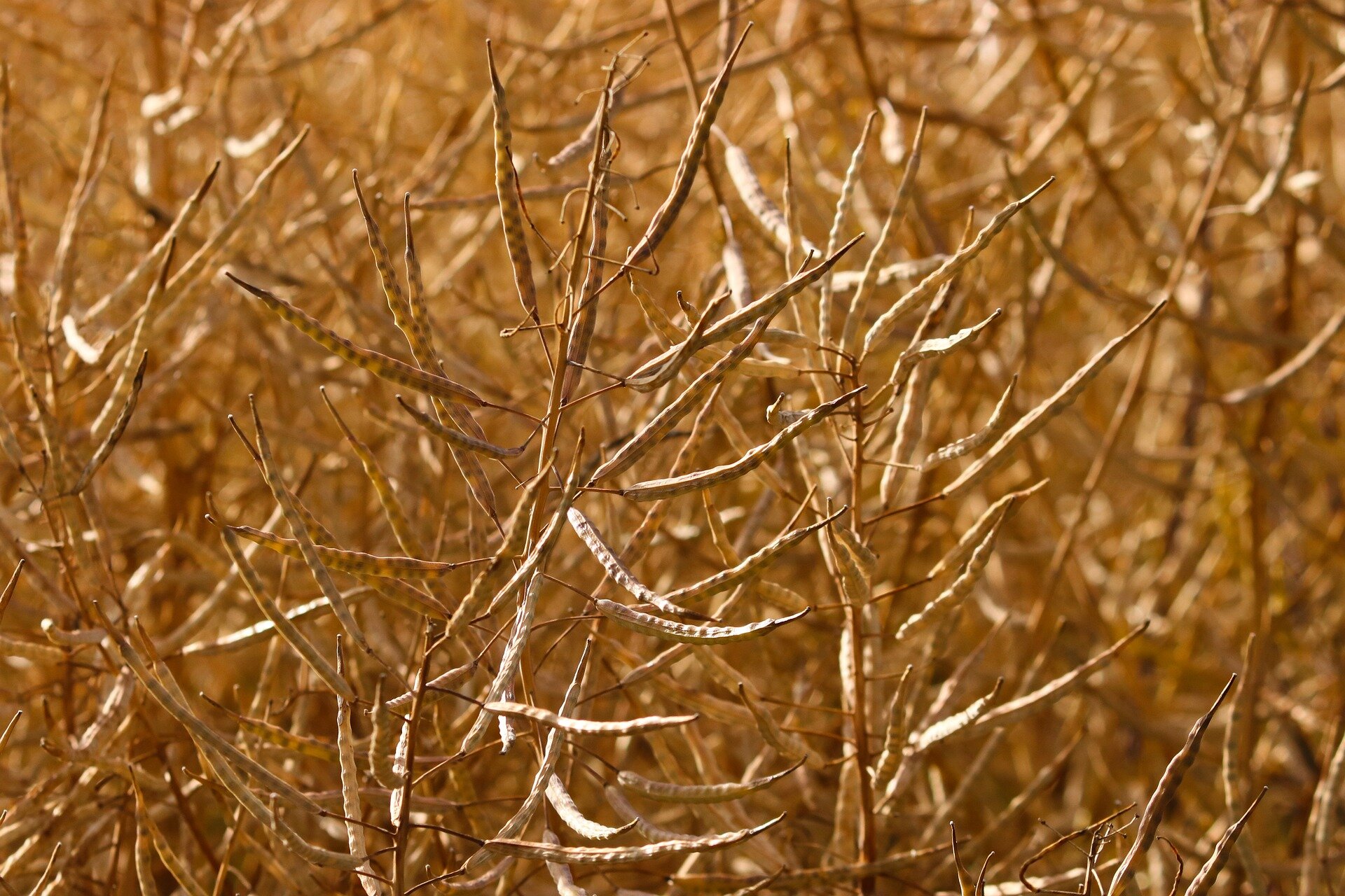 Fotografia ukazuje strąki rzepaku w przybliżeniu. Posiadają one zgrubienia w miejscach, w których znajdują się nasiona.