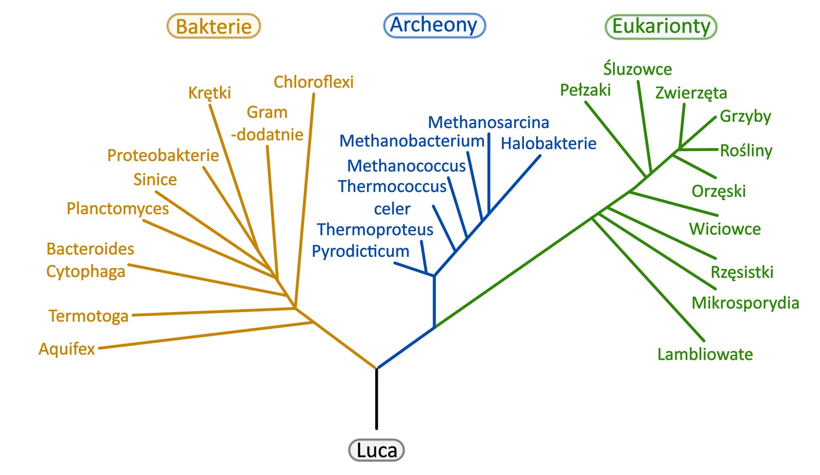 Grafika przedstawia drzewo filogenetyczne, w którym od pierwszego wspólnego przodka (Luca) odchodzą trzy gałęzie: bakterie, archeony i eukarionty. Gałąź od dołu w bakteriach ma następujące nazwy: Aquifex, Termotonga, Chloroflexi, Bacteroides Cytophaga, Gram‑dodatnie, Planctomyces, sinice, proteobakterie, krętki. Gałąź archeonów od dołu: Pyrodicticum, Thermoproteus, Thermococcus celer, Methanococcus, Methanobacterium, Methanosarcina, halobakterie. Gałąź eukariontów od dołu: lambliowate, mukrosporydia, rzęsistki, wiciowce, orzęski, pełzaki, śluzowce, rośliny, zwierzęta, grzyby.   