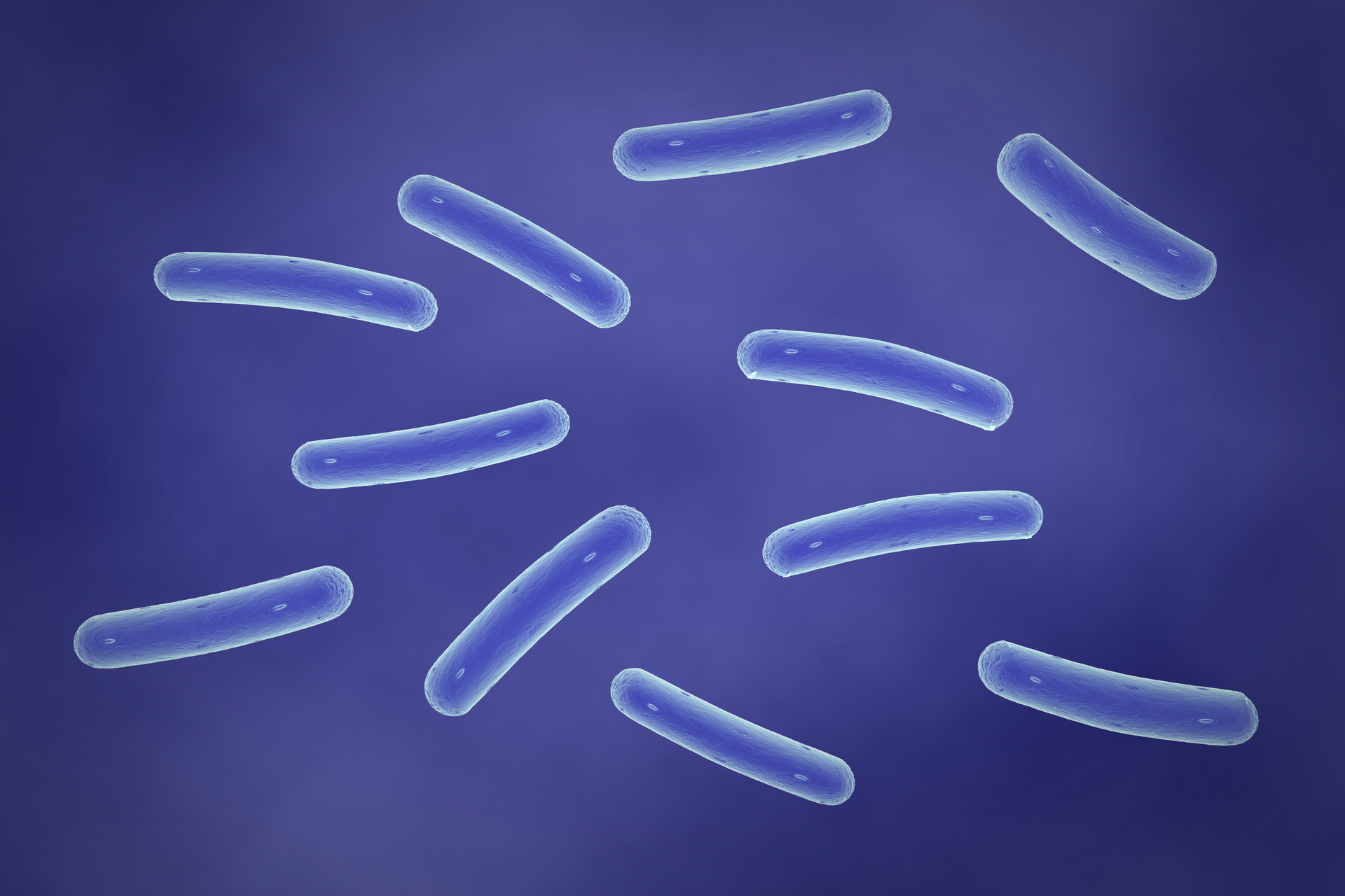 Ilustracja przedstawia zbliżenie na pałeczki salmonelli. Na granatowym tle znajduje się kilka podłużnych niebieskich pałeczek.
