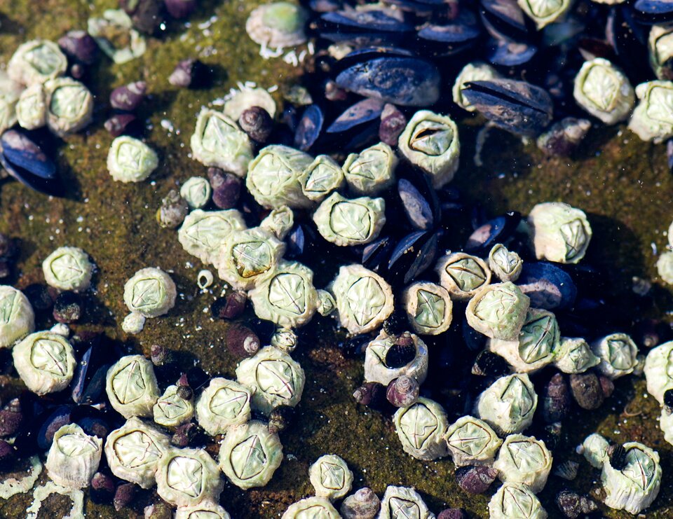 Na fotografii znajduje się grupa pąkli, czyli stawonogów prowadzących osiadły tryb życia. Widoczne są ich wapienne pancerzyki. 