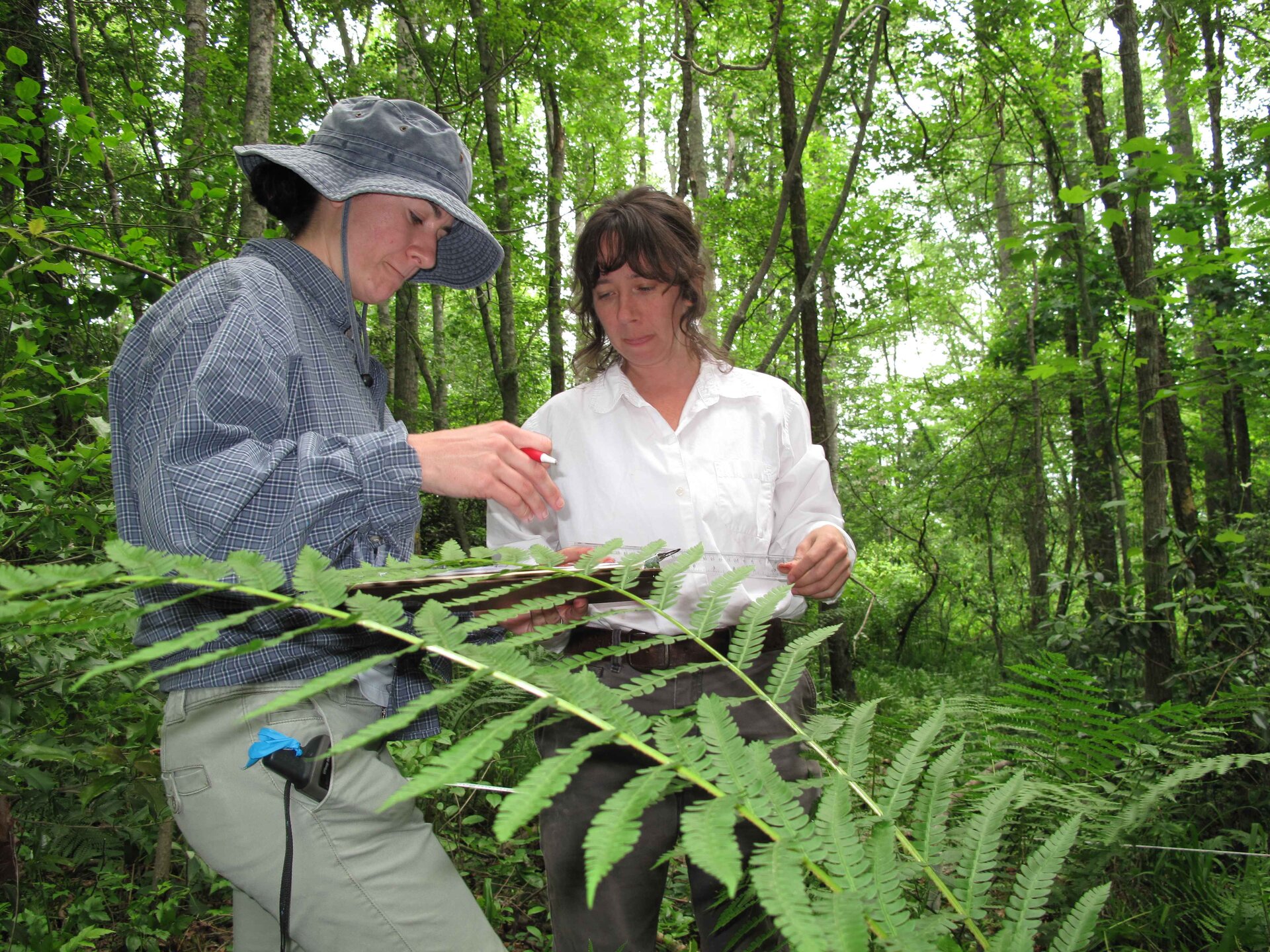 Zdjęcie przedstawia dwie kobiety znajdujące się na terenie zalesionym, przed nimi ukazane są liście paproci. Jedna z kobiet ma na głowie założony kapelusz, trzyma w dłoni długopis a w drugiej zeszyt i wykonuje notatki. Druga jest zwrócona w jej stronę i trzyma w obu dłoniach linijkę.