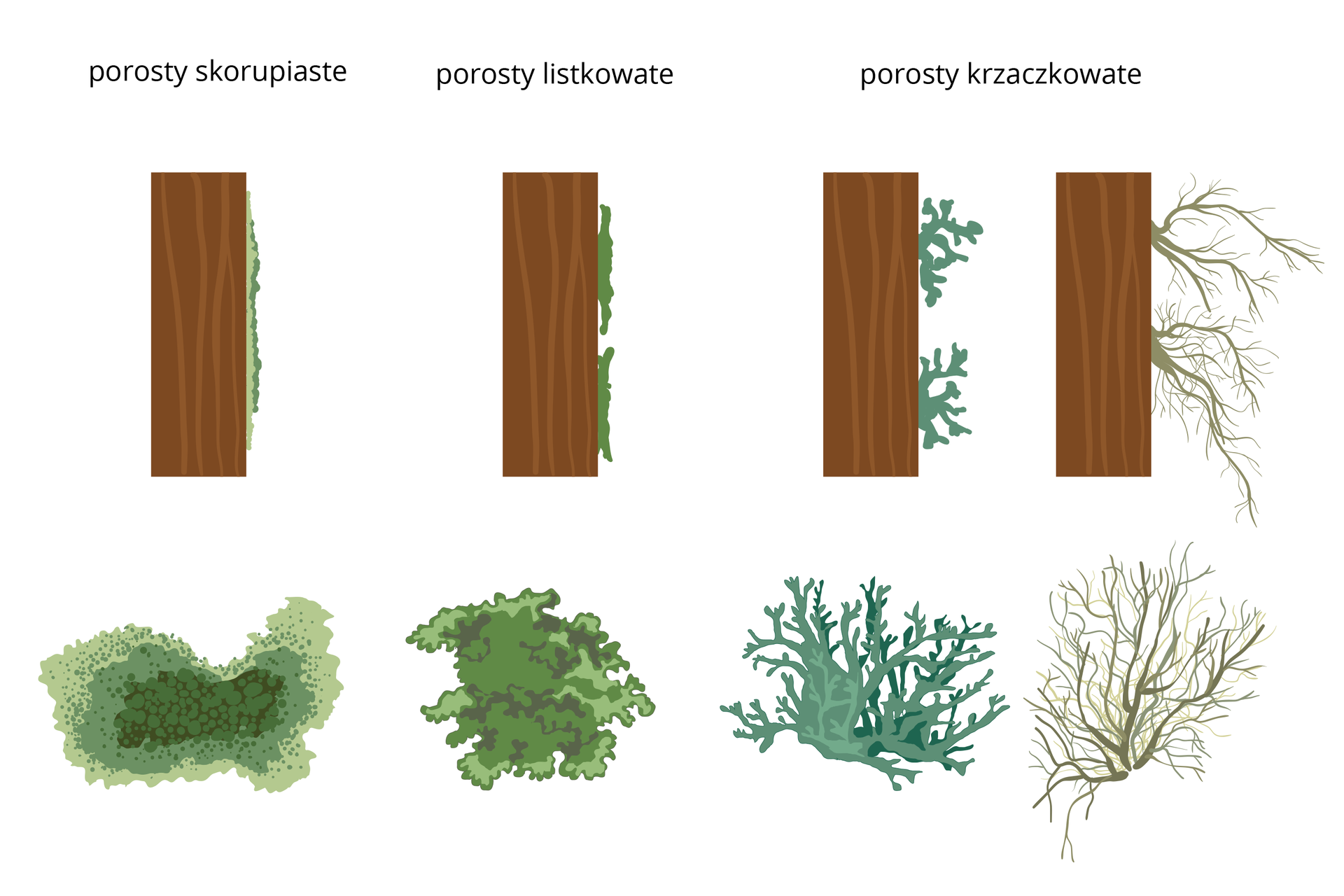 Ilustracja przedstawia formy plech porostów. Widać schematycznie narysowane cztery brązowe pnie drzew. Na ich prawej stronie ukazano szaro zielone kształty, przedstawiające porosty z boku. Rysunki plech porostów znajdują się pod odpowiednimi pniami drzew. Pierwszy z lewej to porost skorupiasty. Ma kształt nieregularnego placka z plamkami w jaśniejszych i ciemniejszych odcieniach. Drugi to porost listkowaty, w kształcie zielonej, płaskiej kępki. Trzeci to niebieskawy porost krzaczkowaty o grubych „gałązkach”. Ostatni z prawej to też porost krzaczkowaty, ale o cienkich i długich „gałązkach”.