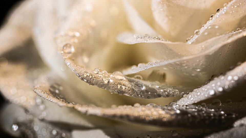 Zdjęcie przedstawia zbliżenie na białe płatki kwiatu, które są pokryte kroplami rosy.