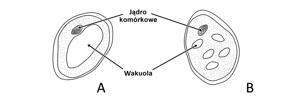 Ilustracja przedstawia dwie komórki. Komórka po lewej stronie zawiera jedną dużą centralnie położoną wakuolę i jądro komórkowe. Komórka po prawej stronie zawiera pięć niewielkich wakuol i jądro komórkowe.