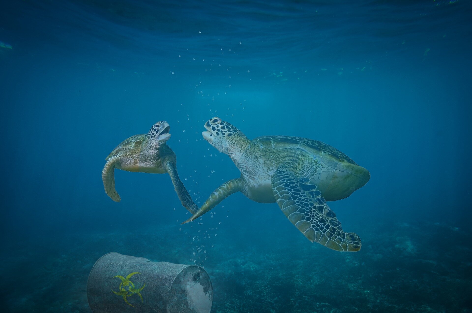 Zdjęcie przedstawia dwa żółwie pływające w wodzie. Żółwie znajdują się nad beczką, która leży na dnie morza. 