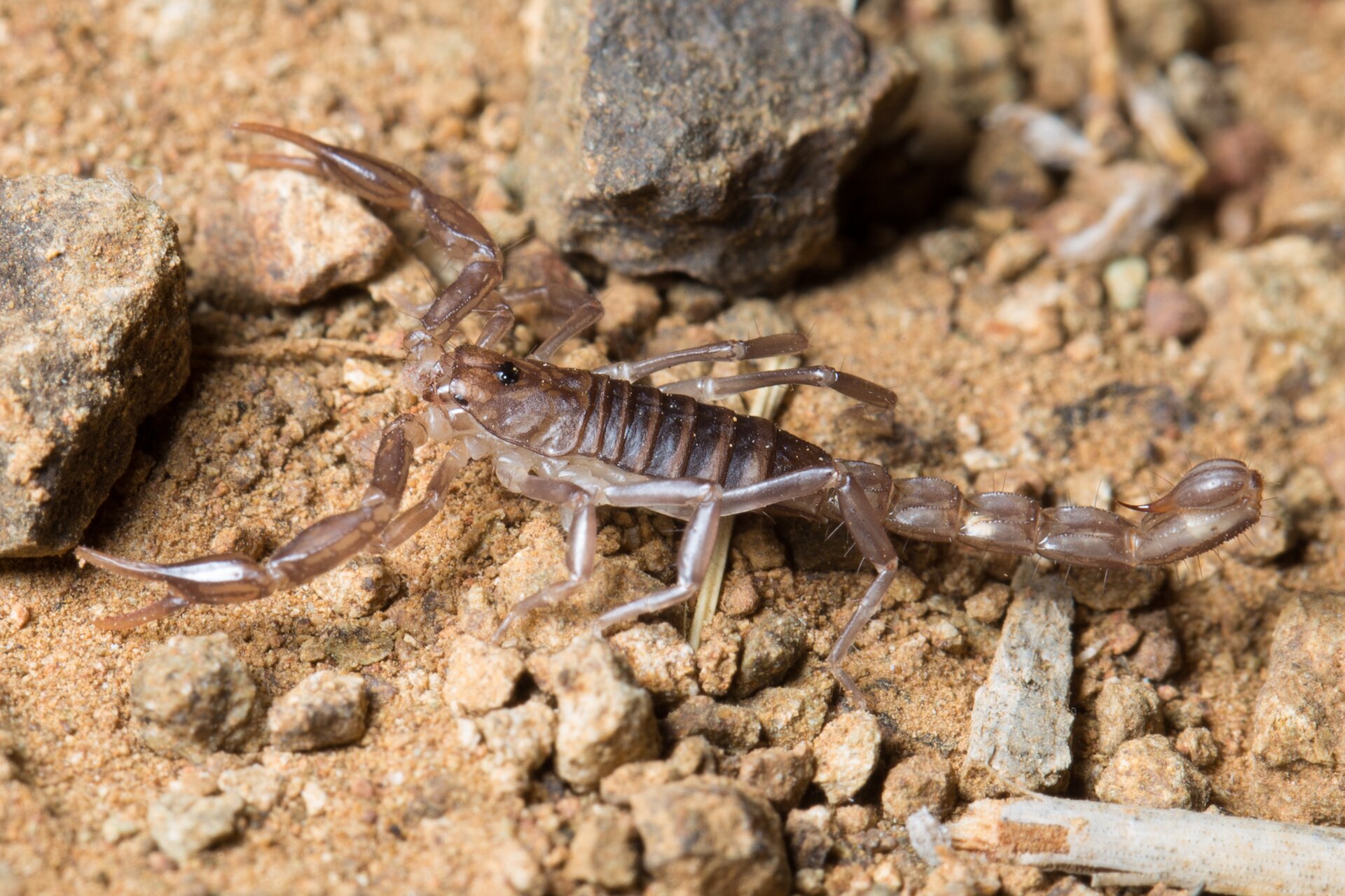 Zdjęcie przedstawia skorpiona. Ma brązowy pancerz. Z przodu dwie długie odnogi zakończone szczypcami. Na końcu ogona jest kolec skierowany w kierunku tułowia.