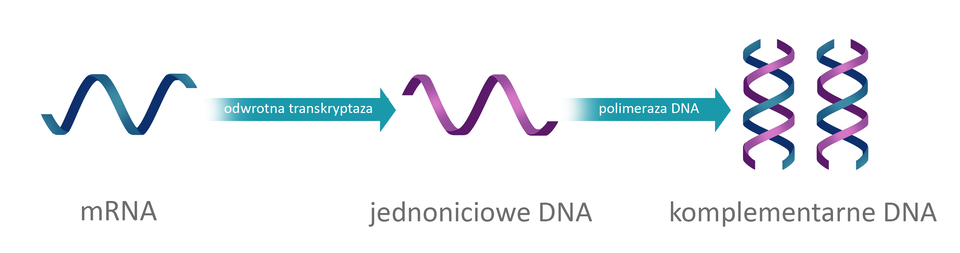 Schemat przedstawia syntezę dwuniciowego cDNA na matrycy mRNA; mRNA oznaczono schematycznie jako krótką, pofalowaną, granatową nić. Na matrycy mRNA odwrotna transkryptaza syntetyzuje jednoniciowe DNA oznaczone jako krótką, pofalowaną, fioletową nić. Polimeraza DNA syntetyzuje komplementarne DNA oznaczone jako dwie, niebiesko‑fioletowe helisy.
