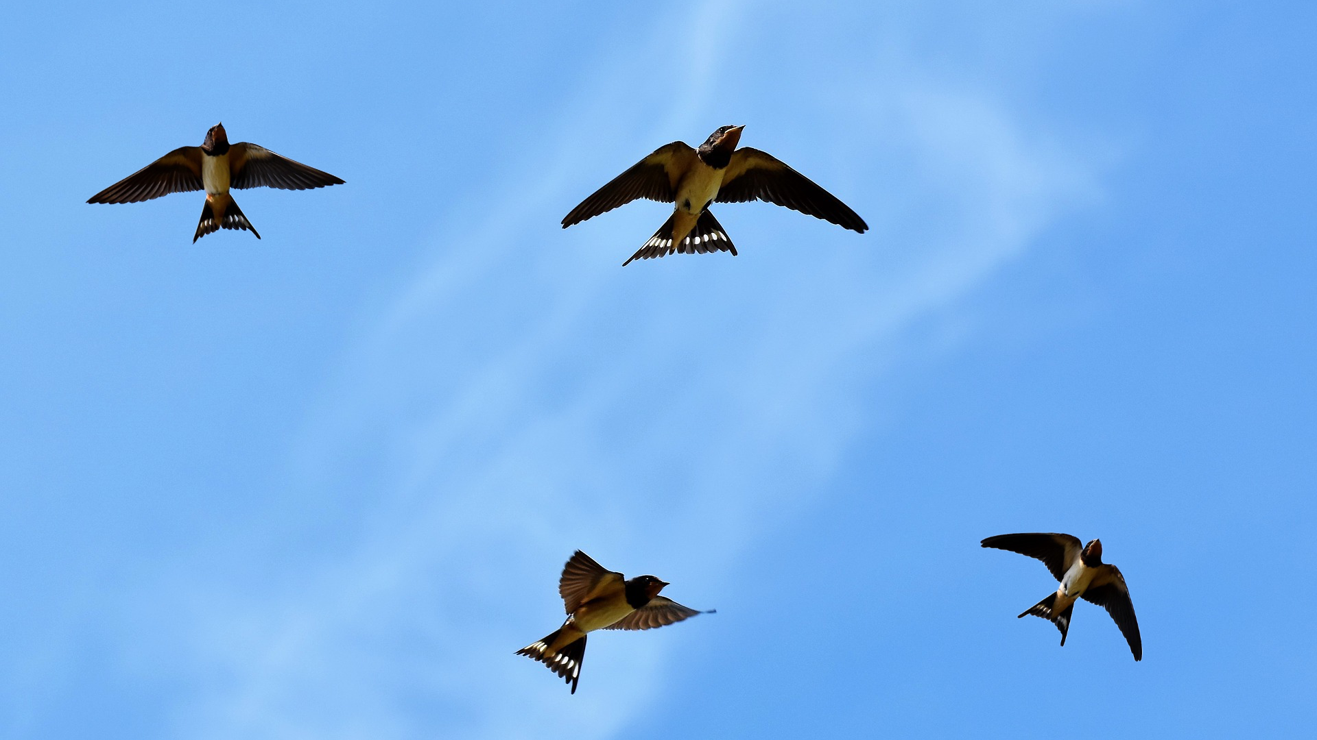 Zdjęcie przedstawia cztery jaskółki, które latają w różne strony. Jaskółki widoczne są z dołu na tle czystego nieba.