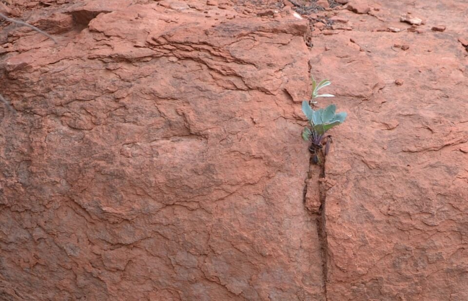 Ilustracja przedstawia fotografię fragmentu kamienia. Cały kadr wypełnia nierówna powierzchnia kamienia. W szczelinie znajduje się niewielka roślina, która dopiero wykiełkowała.