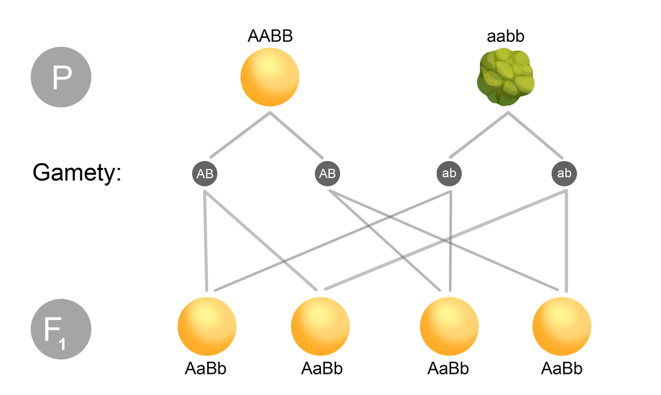 Schemat pokazuje dwa okazy rodzicielskie oznaczone literą P (duże P) o homozygocie AABB – dwa duże A, dwa duże B (żółta kulka) oraz aabb – dwa duże A, dwa duże B (zielona ziarnista kulka). AABB (dwa duże A, dwa duże B) daje dwie gamety AB (duże A, B) AB (duże A, B), a z homozygoty aabb (dwa małe a, dwa małe b) są dwie gamety ab (małe ab) ab (małe ab). W pokoleniu F1 z gamet AB (duże A, B) powstają heterozygoty AaBb (duże A, małe a, duże B, małe b) oraz AaBb (duże A, małe a, duże B, małe b). W sumie cztery. Z gamet ab (małe a, b) powstają cztery heterozygoty AaBb (duże A, małe a, duże B, małe b).