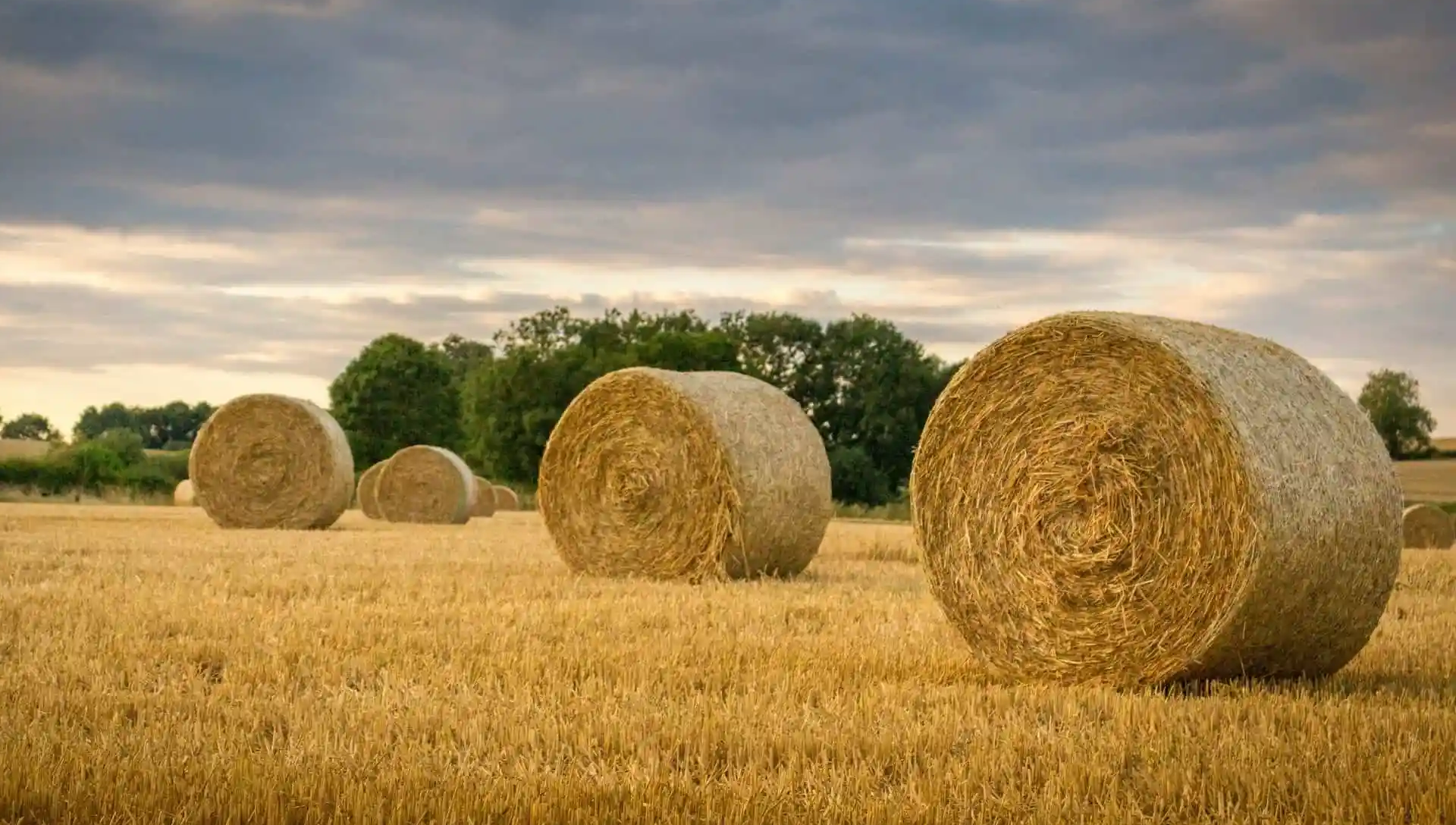 Na zdjęciu ukazano bale słomy leżące na polu.