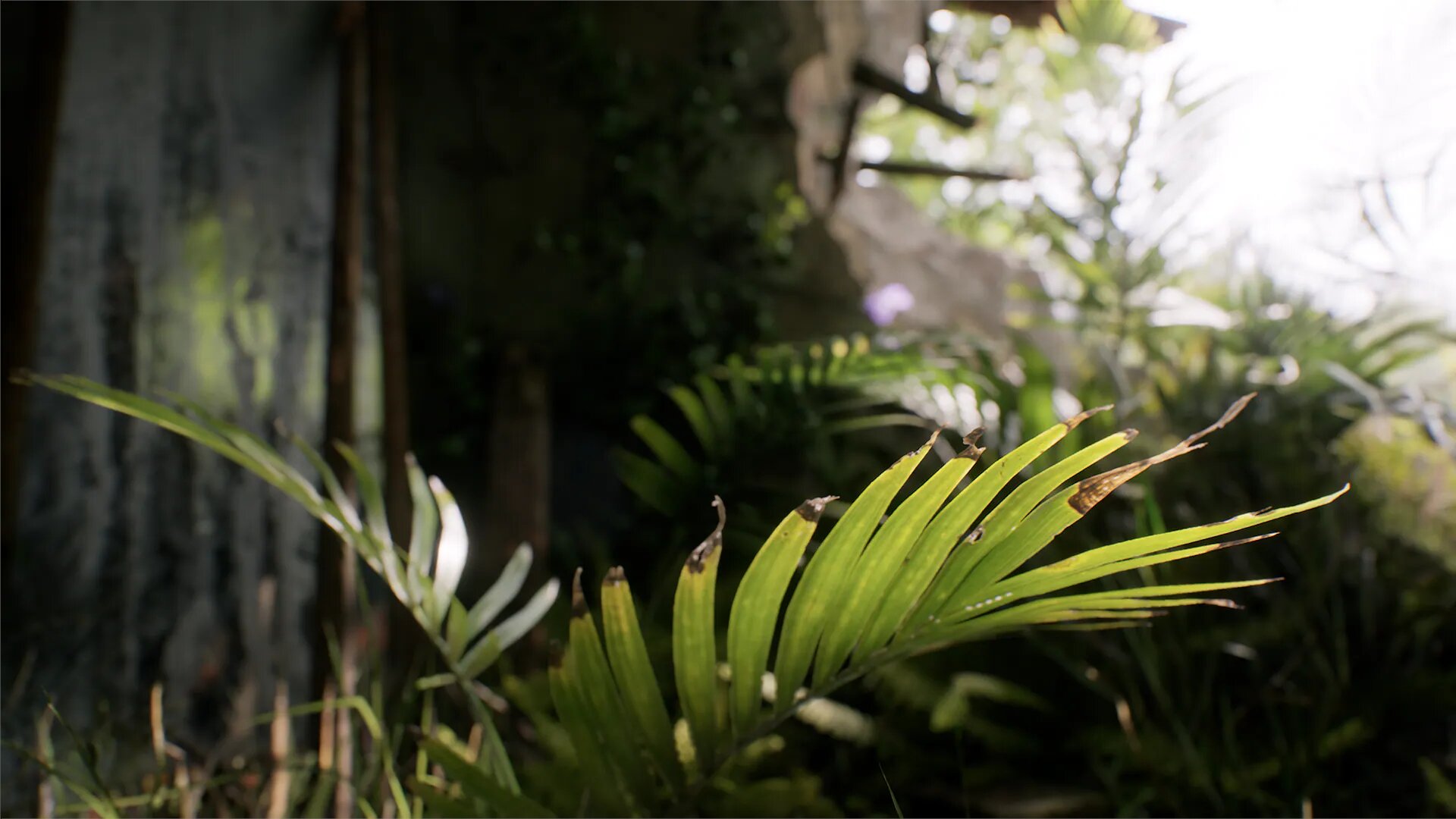 Grafika przedstawia zbliżenie na zielony, oświetlony promieniami słońca liść palmy, którego końcówki są brązowe i uschnięte. Palma rośnie we wnętrzu rozpadającego się domu z poprzednich kadrów. W tle widoczna jest dziurawa ściana. Przez dziurę wdziera się do wnętrza domu roślinność. Grafika jest bardzo realistyczna, wygląda jak zdjęcie.