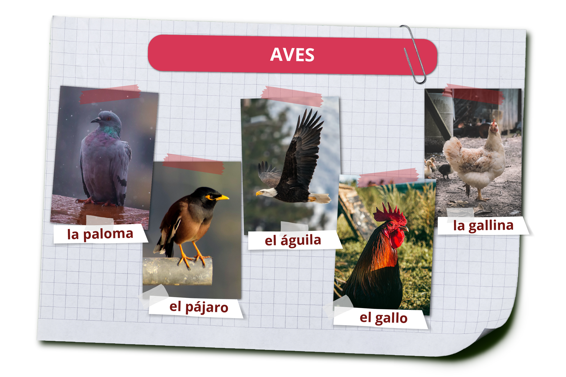 Grafika zawiera nagłówek AVES. Pod spodem widoczne są zdjęcia zwierząt i ich hiszpańskie nazwy. Gołąb la paloma. Ptak el pájaro. Rekin el tiburón. Orzeł el águila. Kogut el gallo. Kura la gallina.